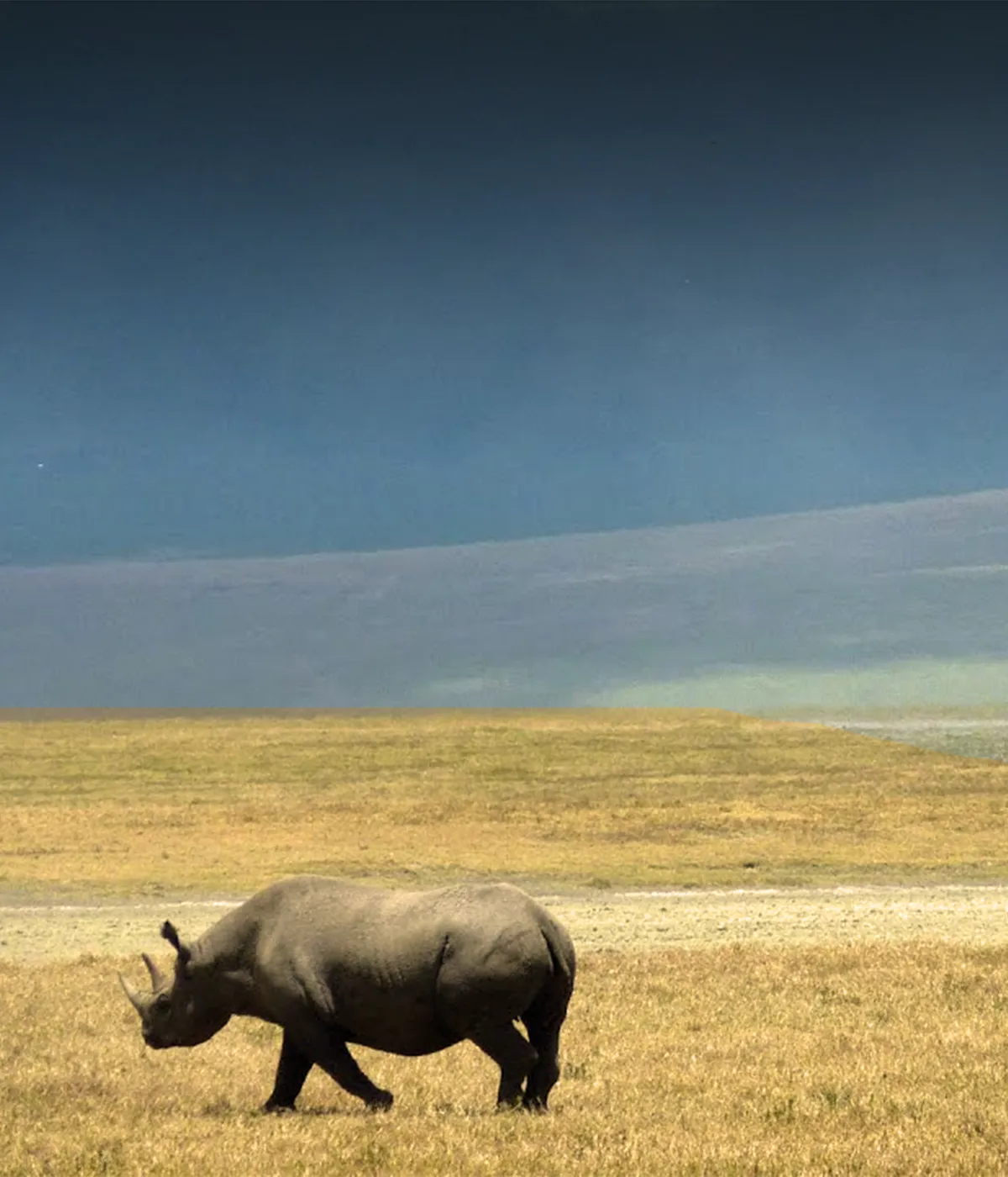 Ngorongoro crater Big Five