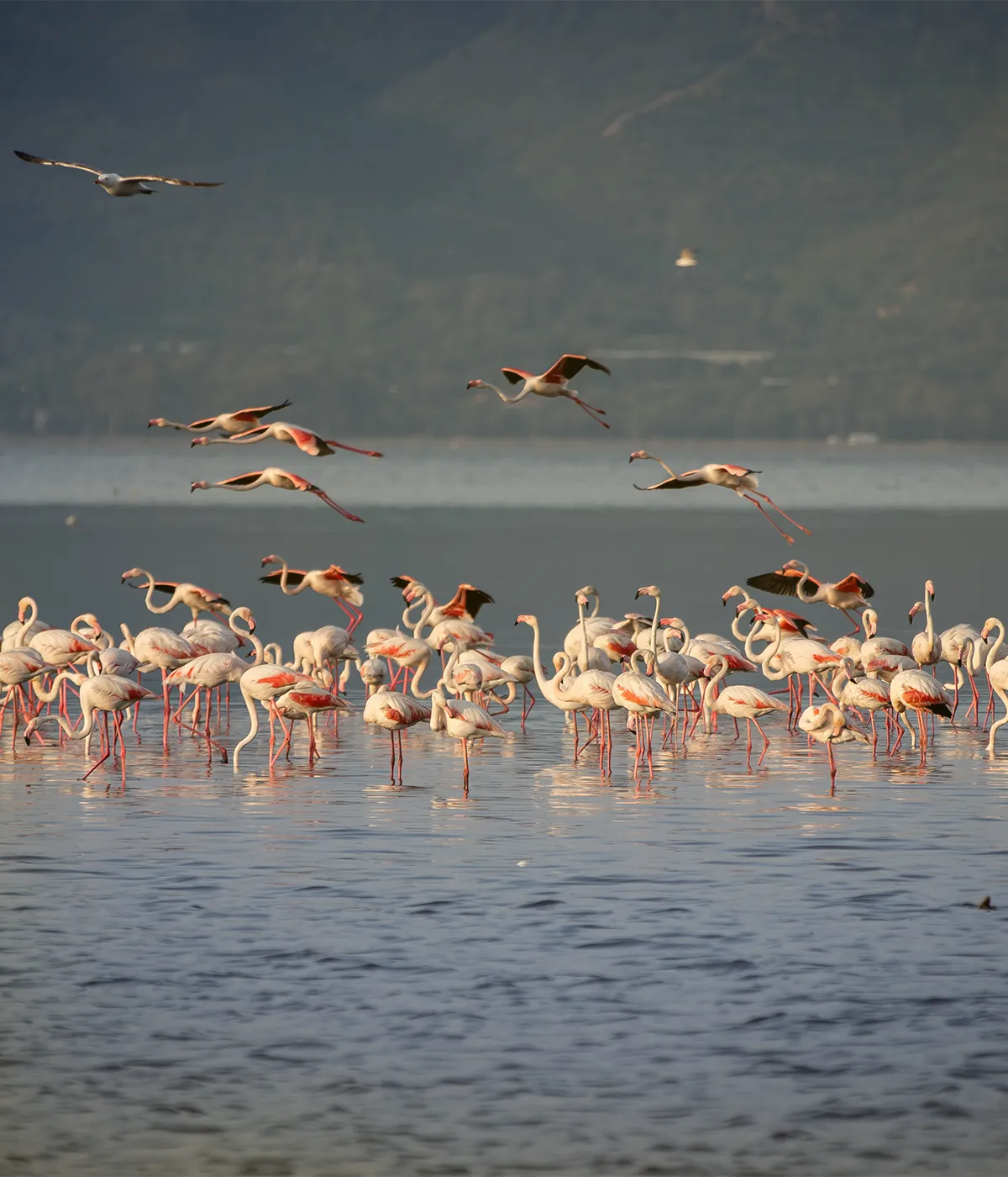 Arusha National Park Wildlife