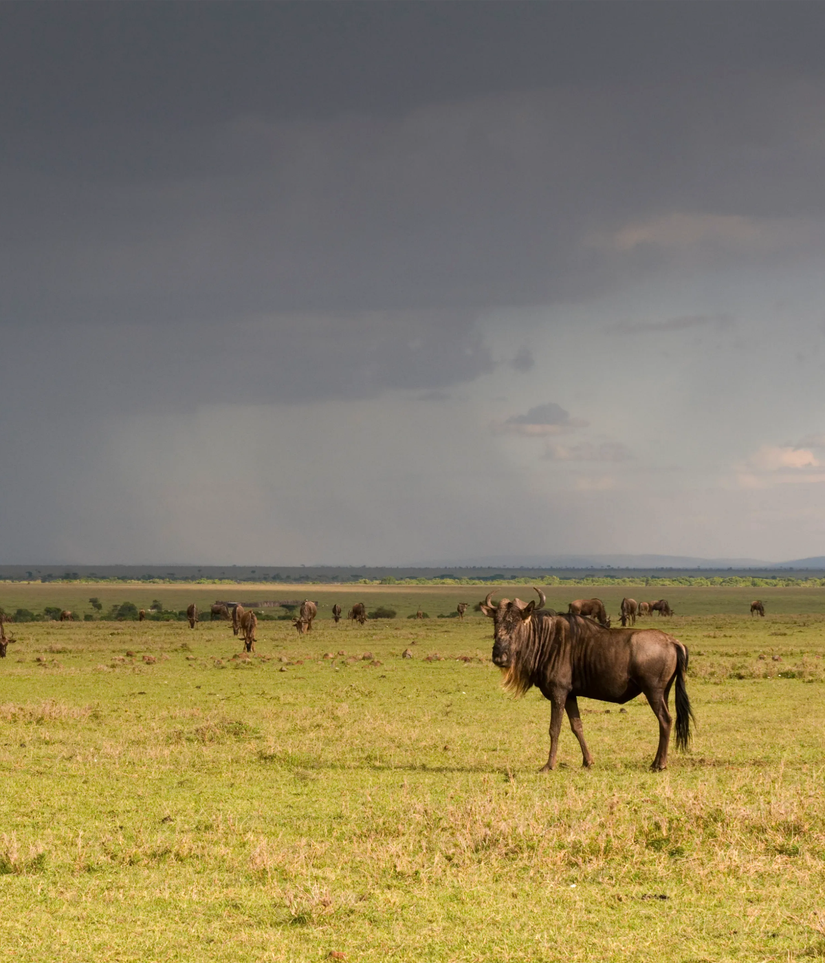 Serengeti Wildlife