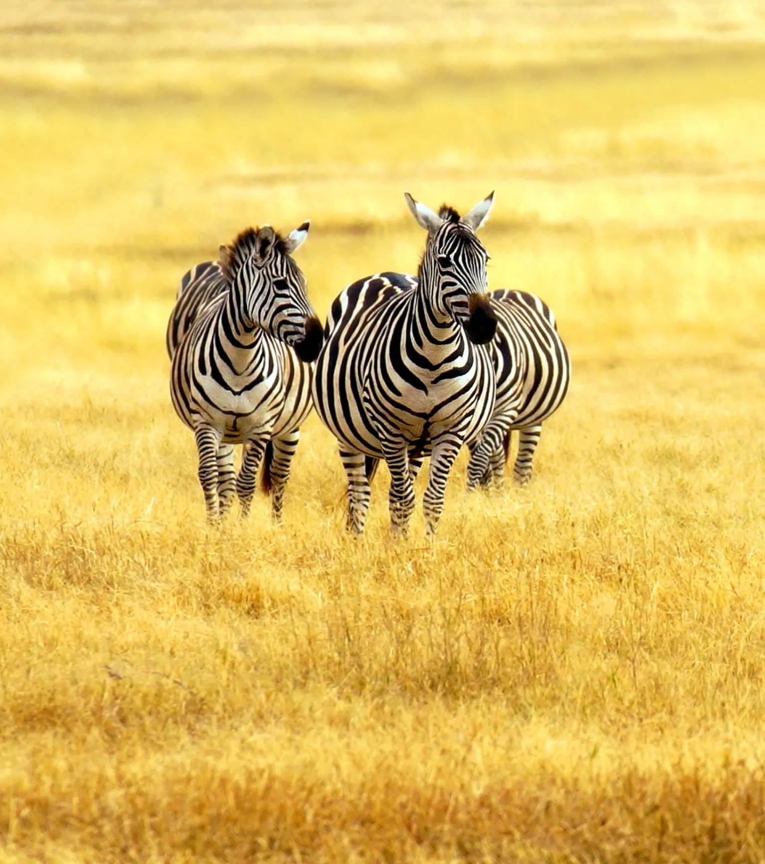 Arusha Game Drives