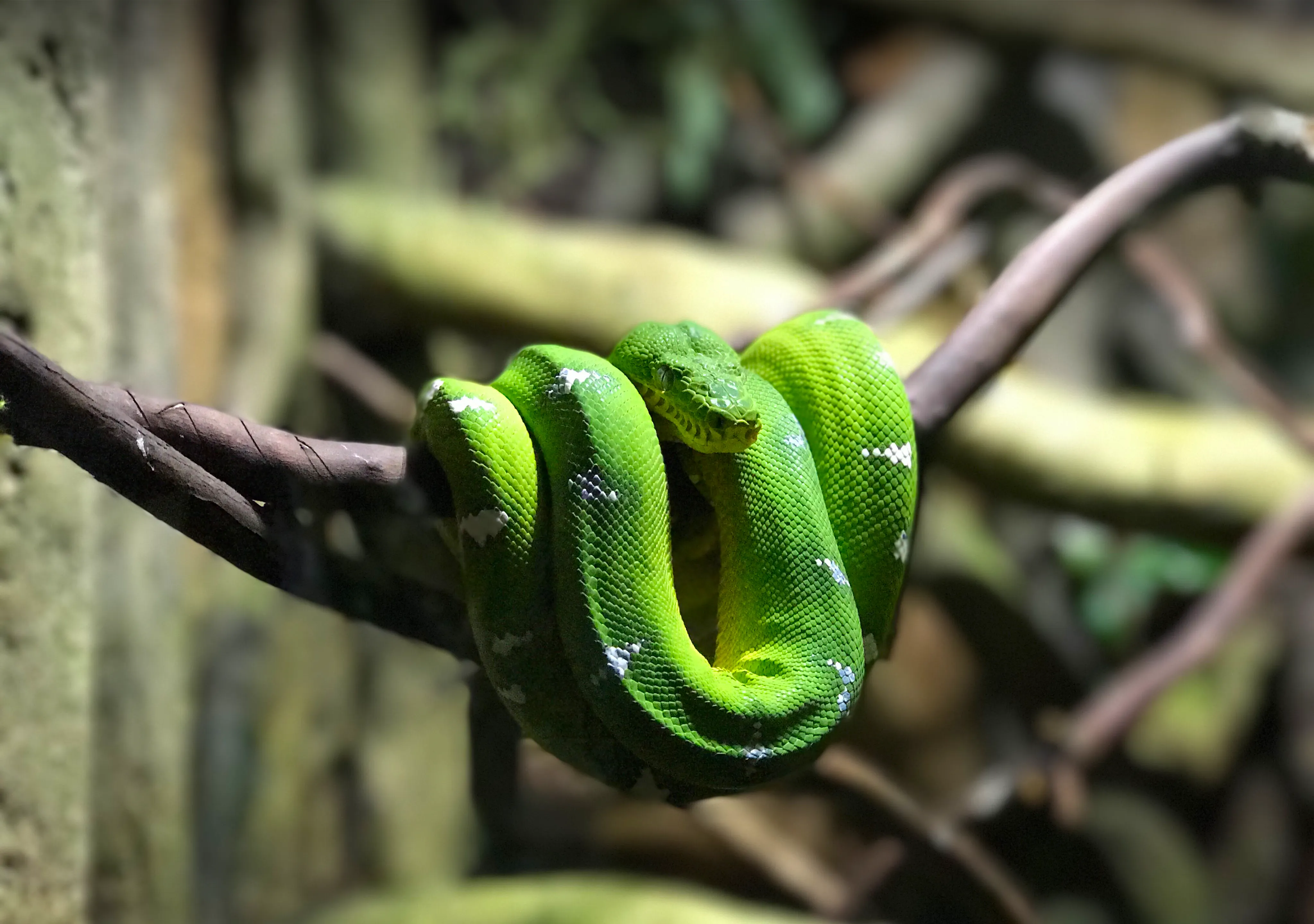 Arusha Snake Park