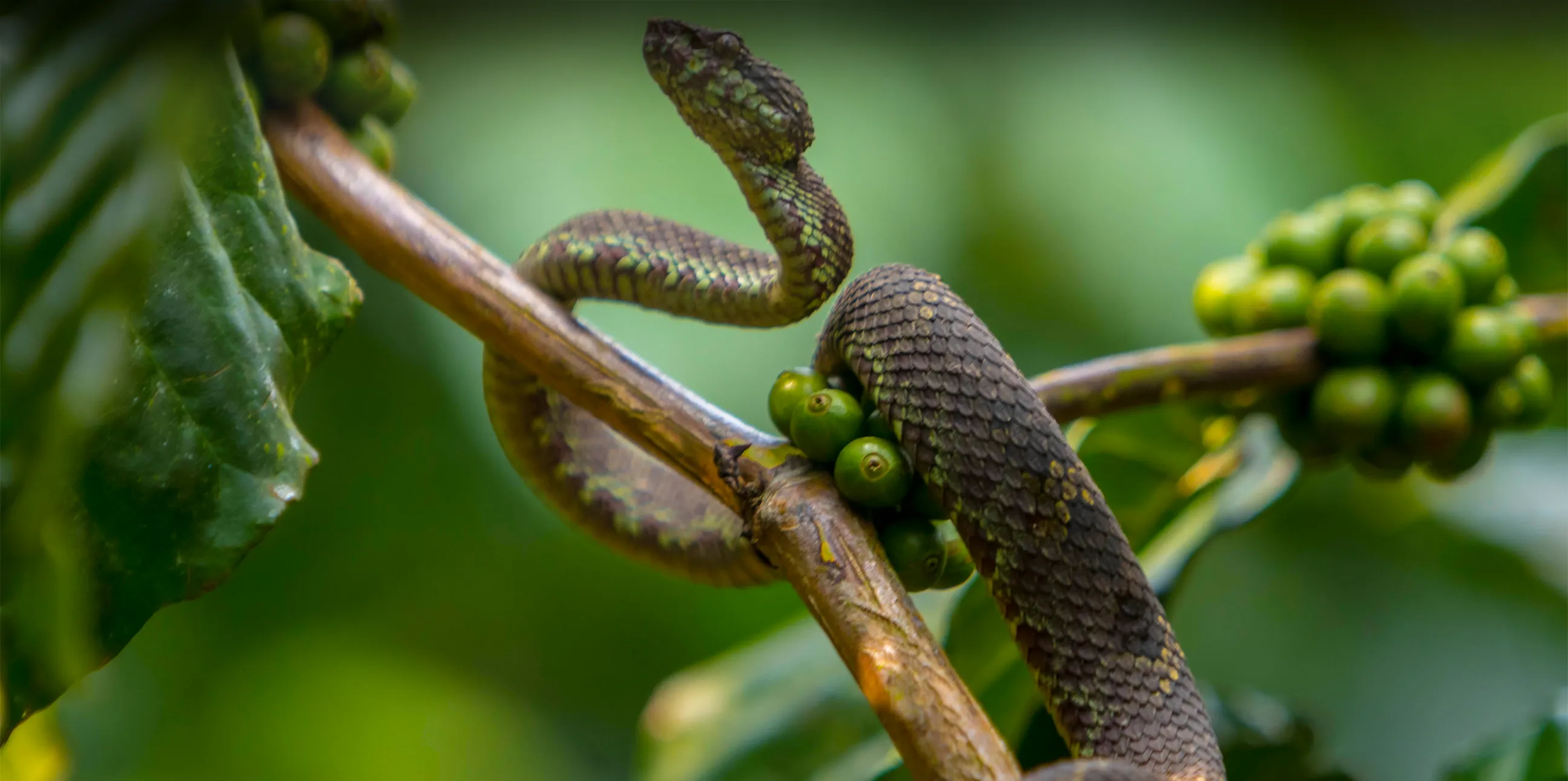 Arusha Snake Park Tour
