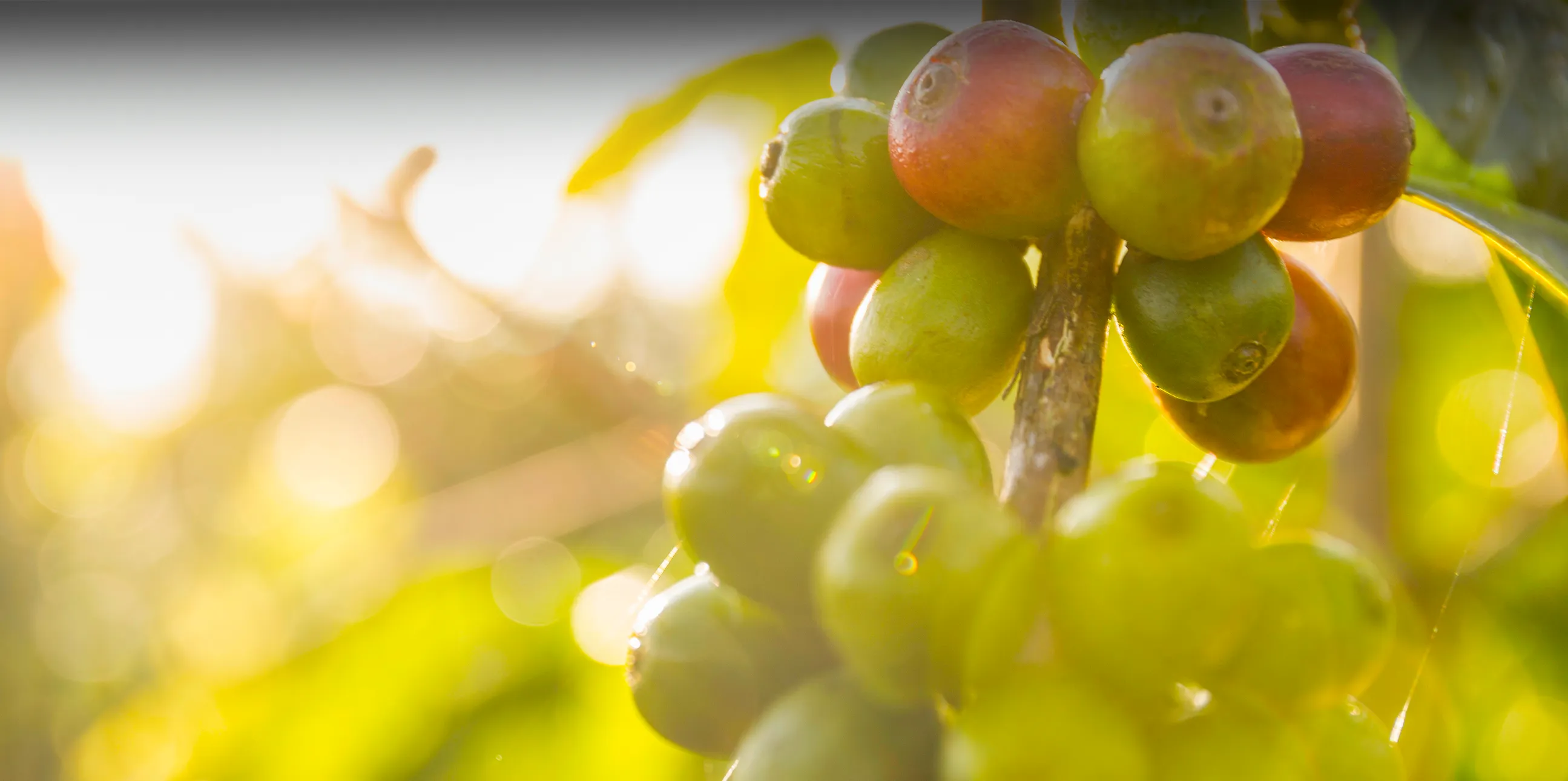 Arusha Coffee Farms Excursion