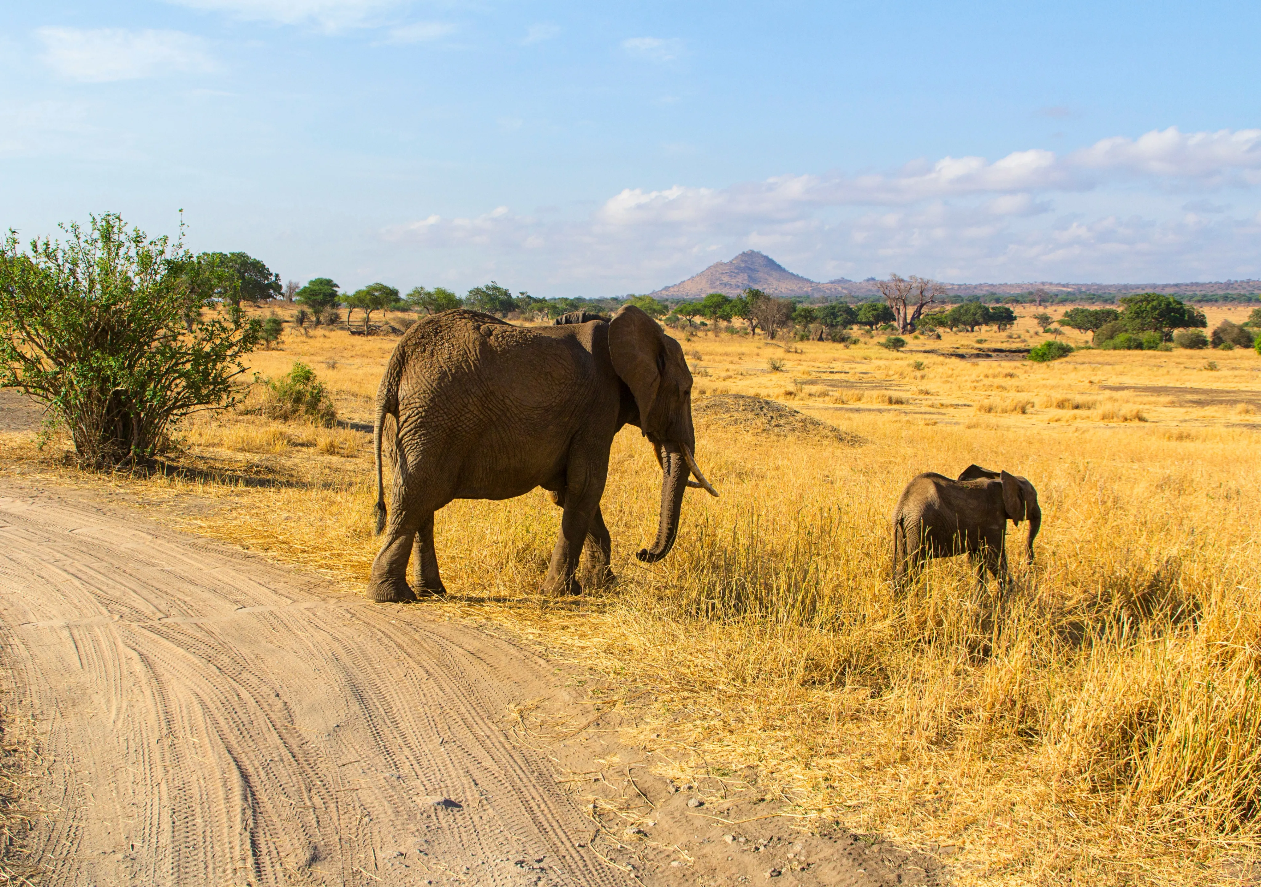 Best Time to Visit for Wildlife