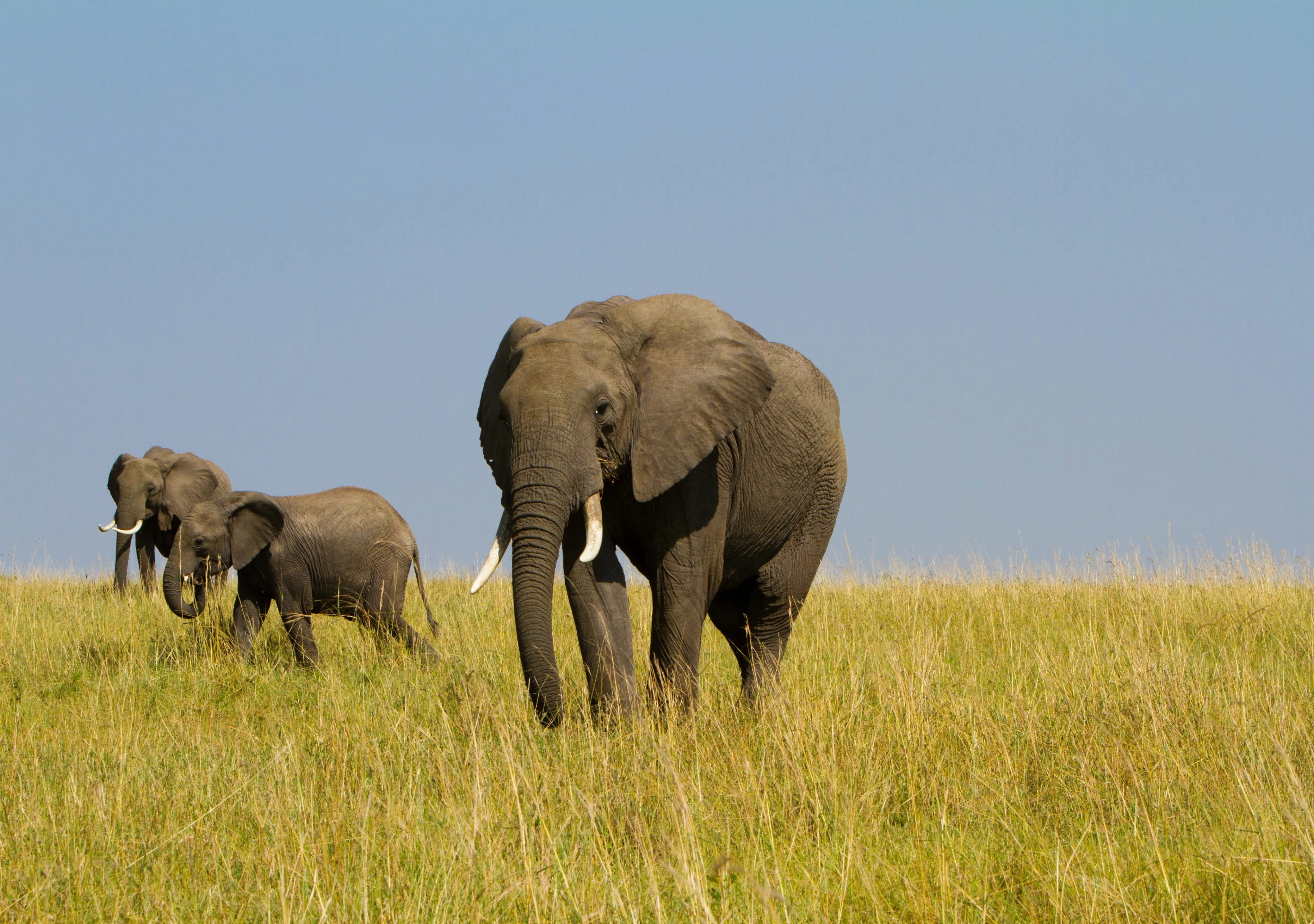 Big Five Safari In Tanzania