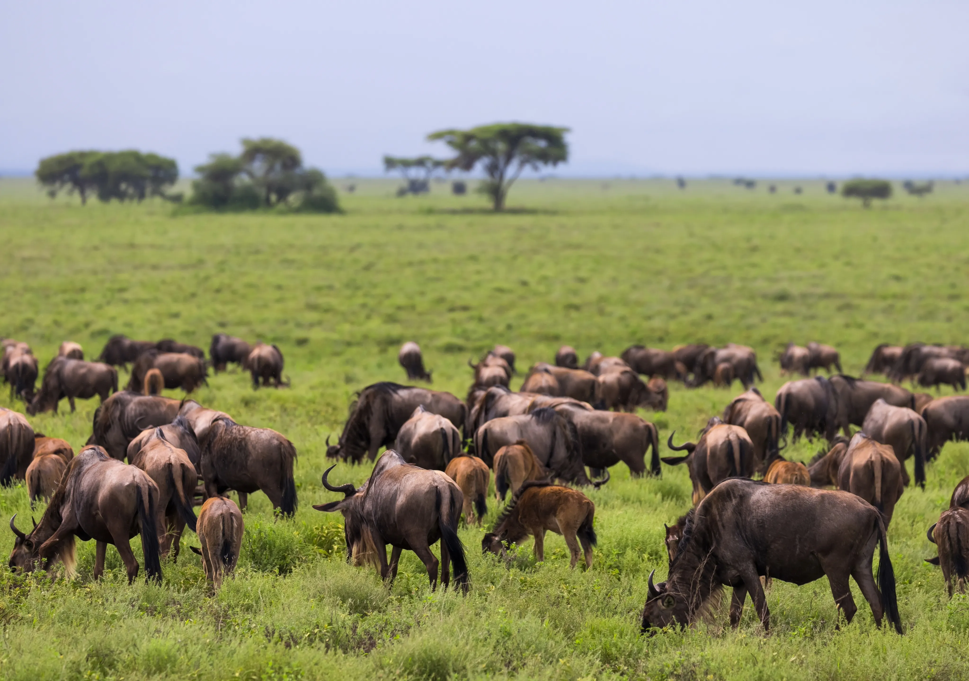 Serengeti Great Wildebeest Migration
