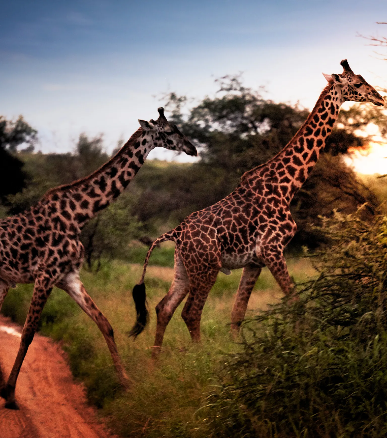 Lake Manyara Walking Safaris