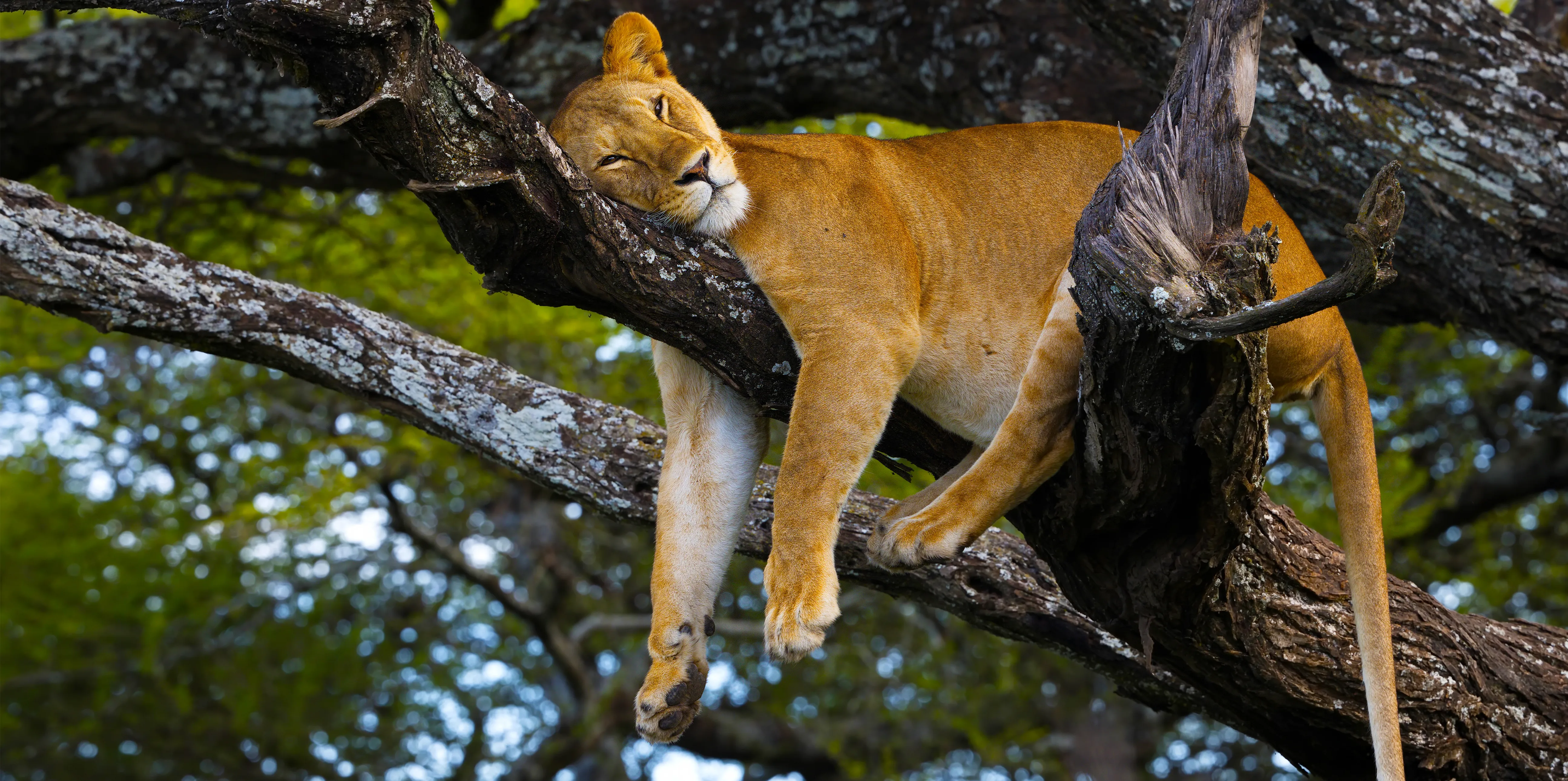 Lake Manyara National Park