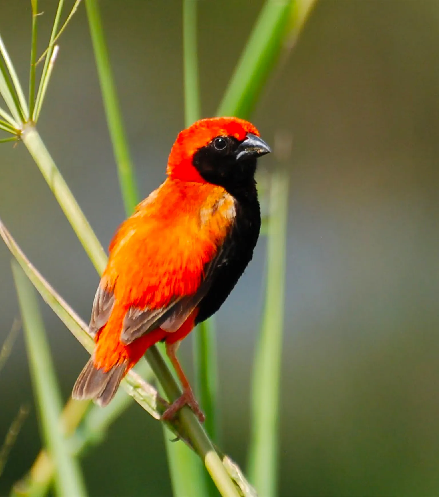Mikumi Birding Safari