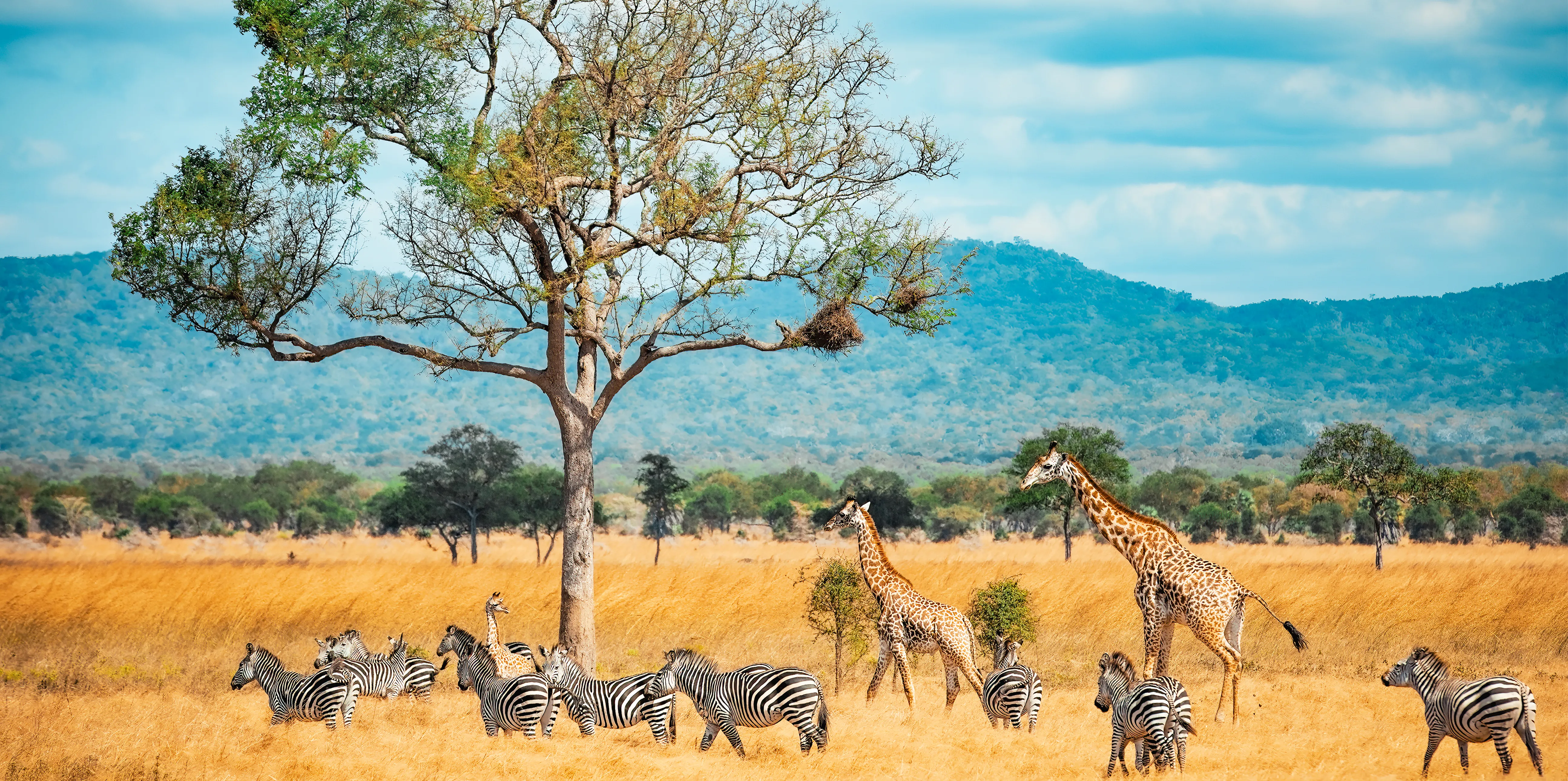 Mikumi National Park