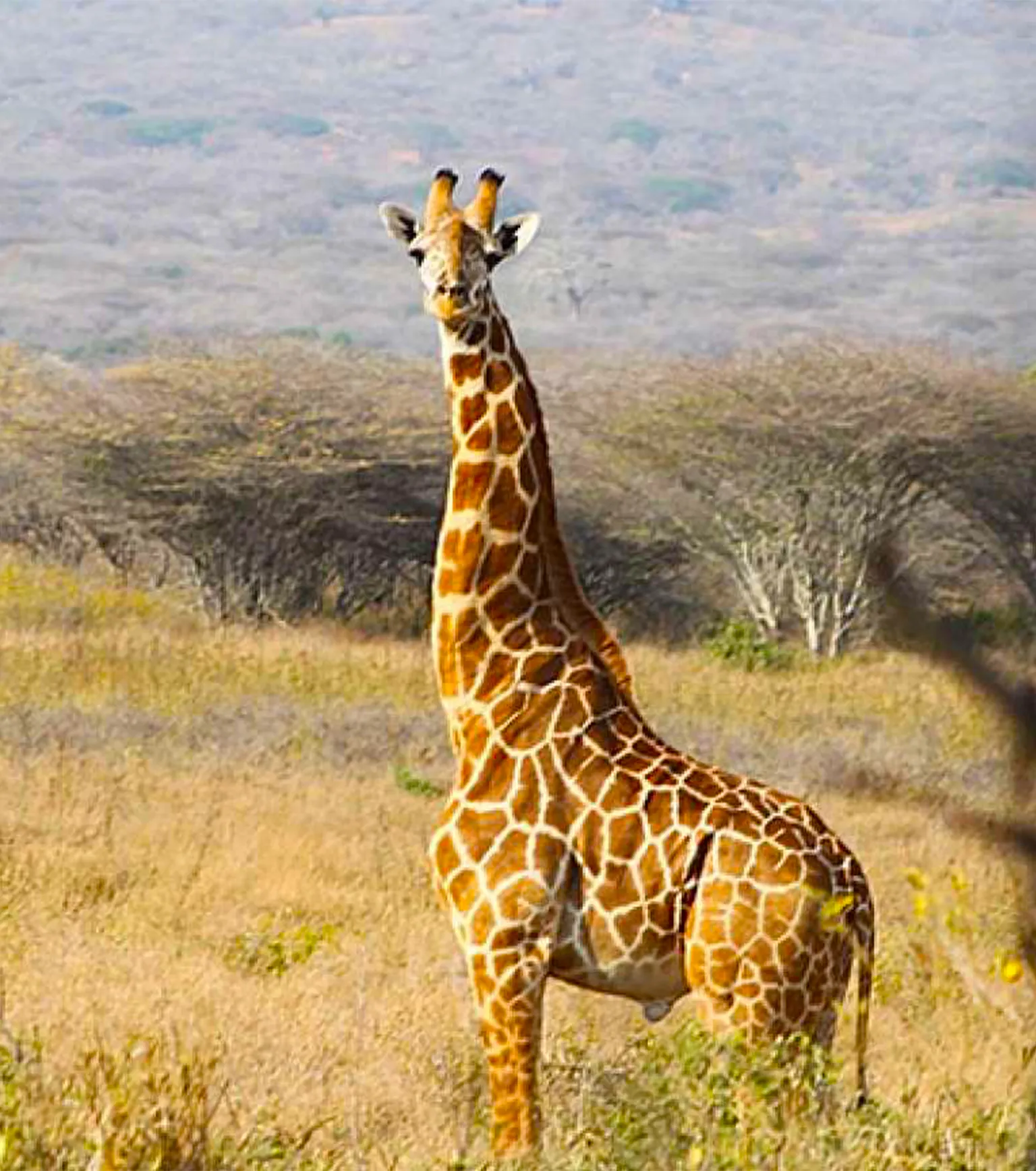 Mkomazi Gamedrive