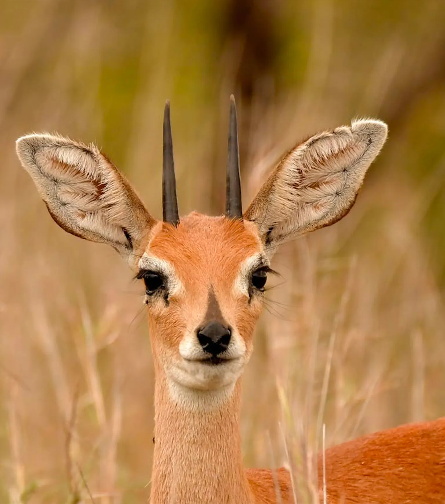 Tanzania Conservation Safaris