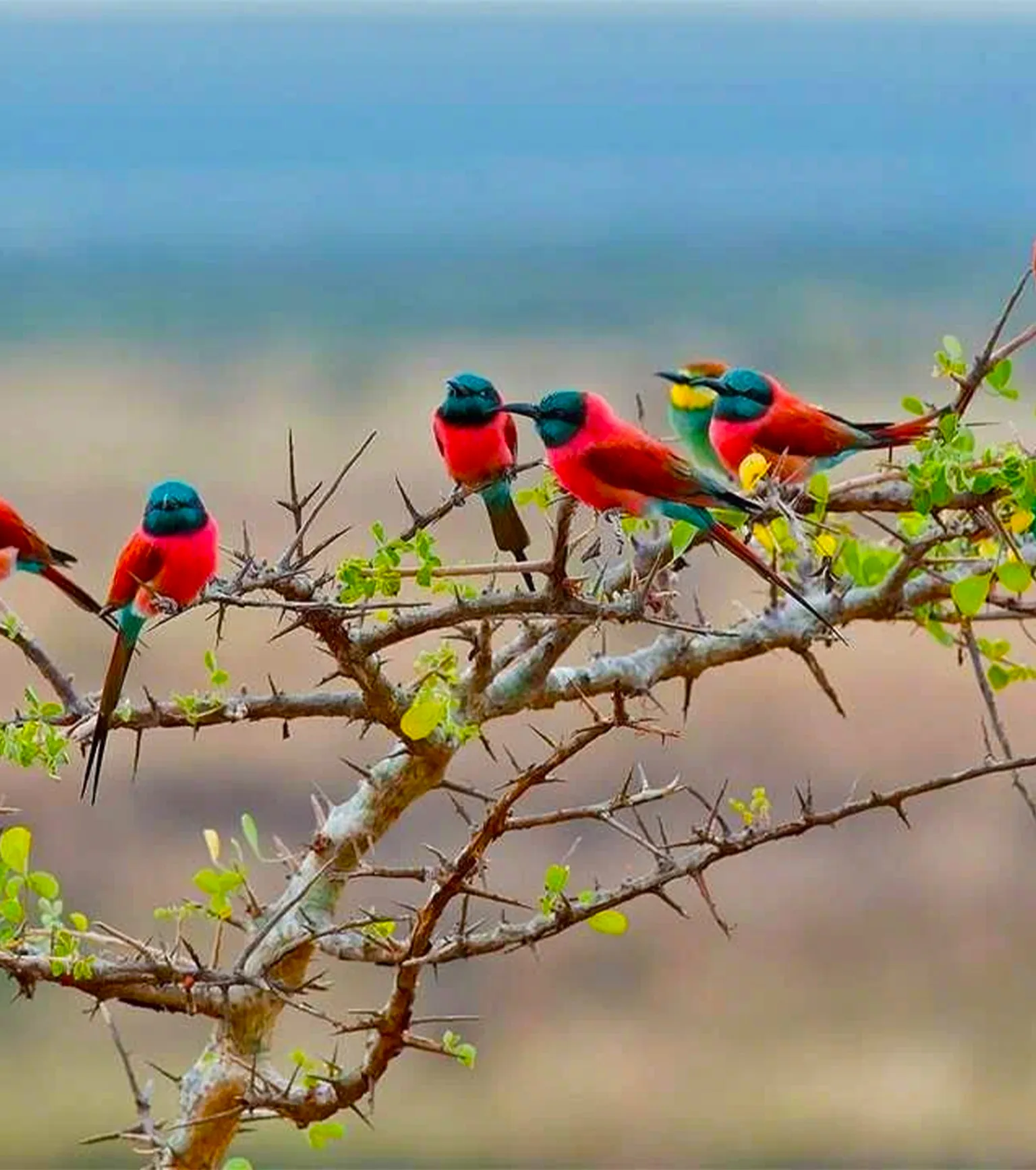 Tanzania Birdwatching Safaris