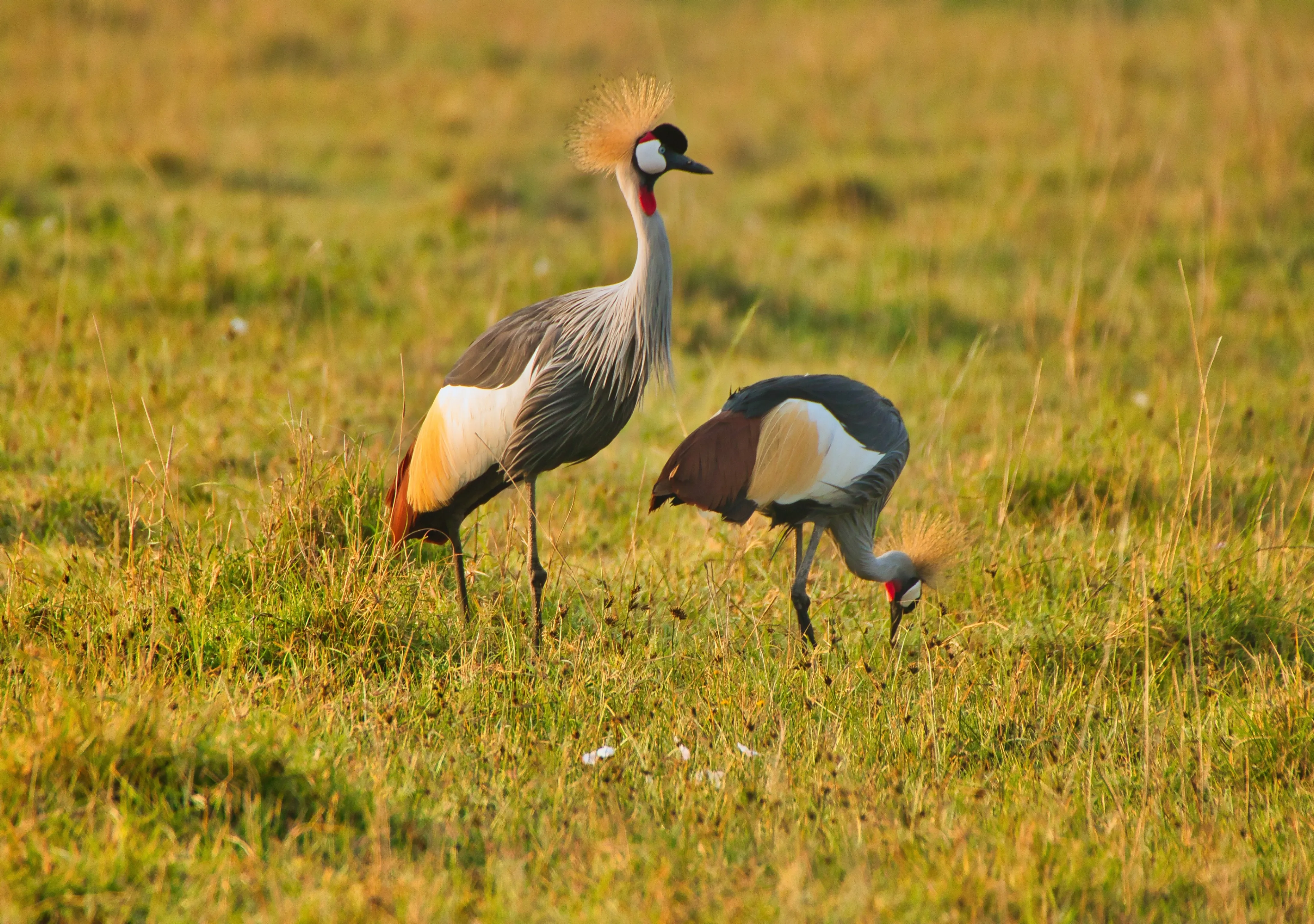 Ngorongoro Safari Tour