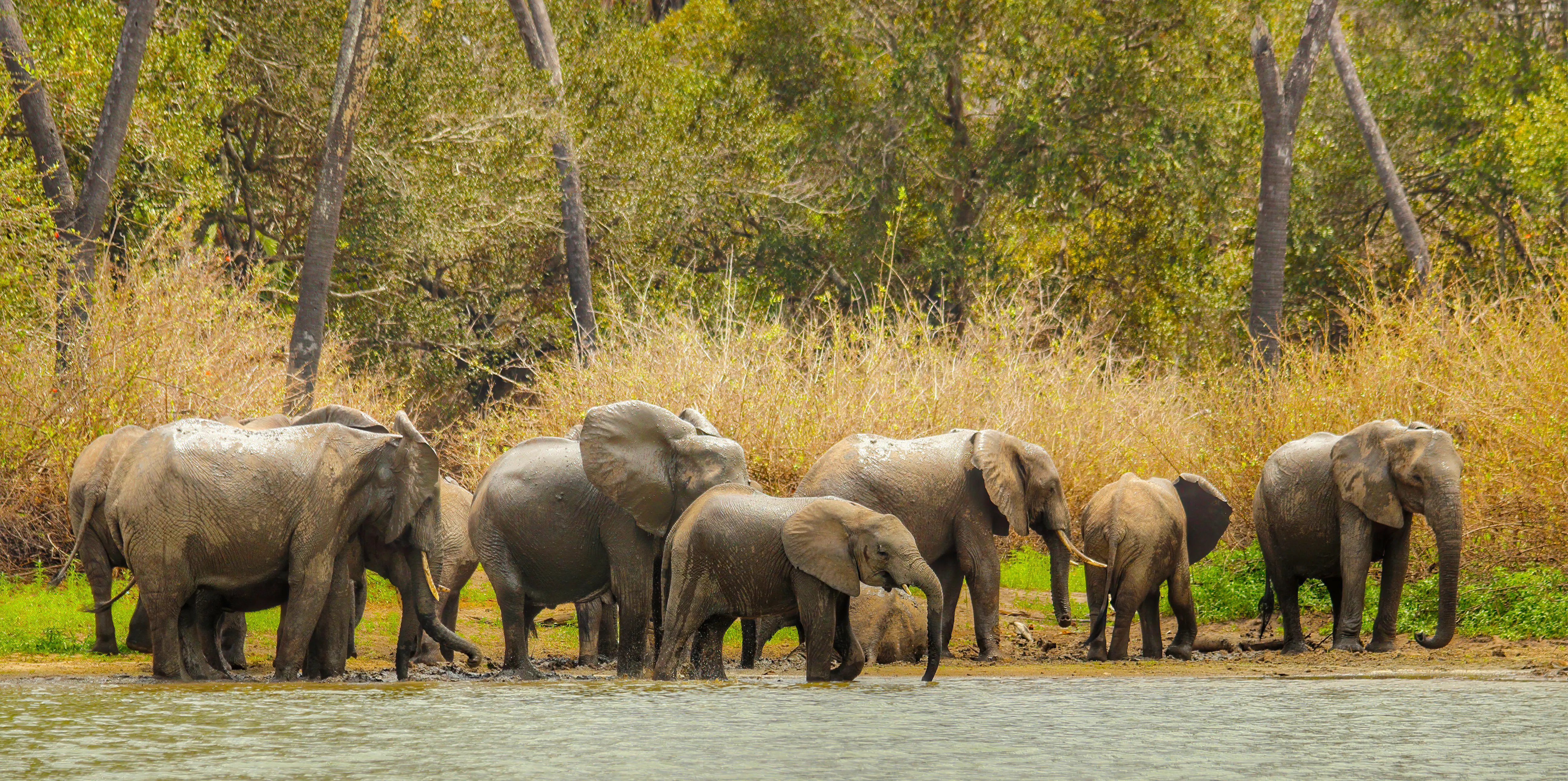 Nyerere National Park