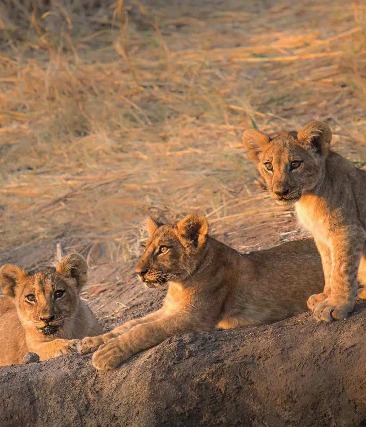 Lion Safari Tanzania