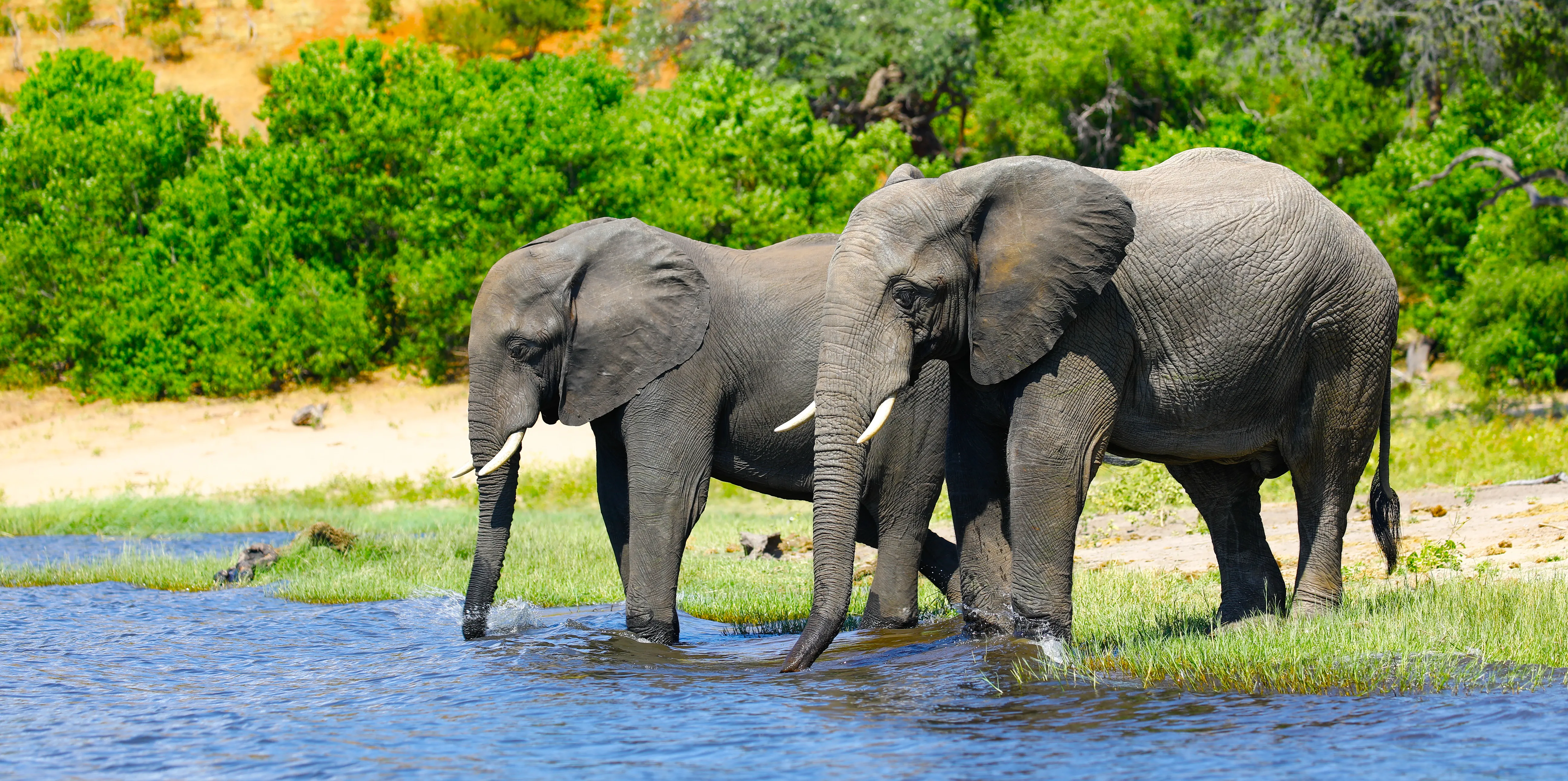Ruaha National Park
