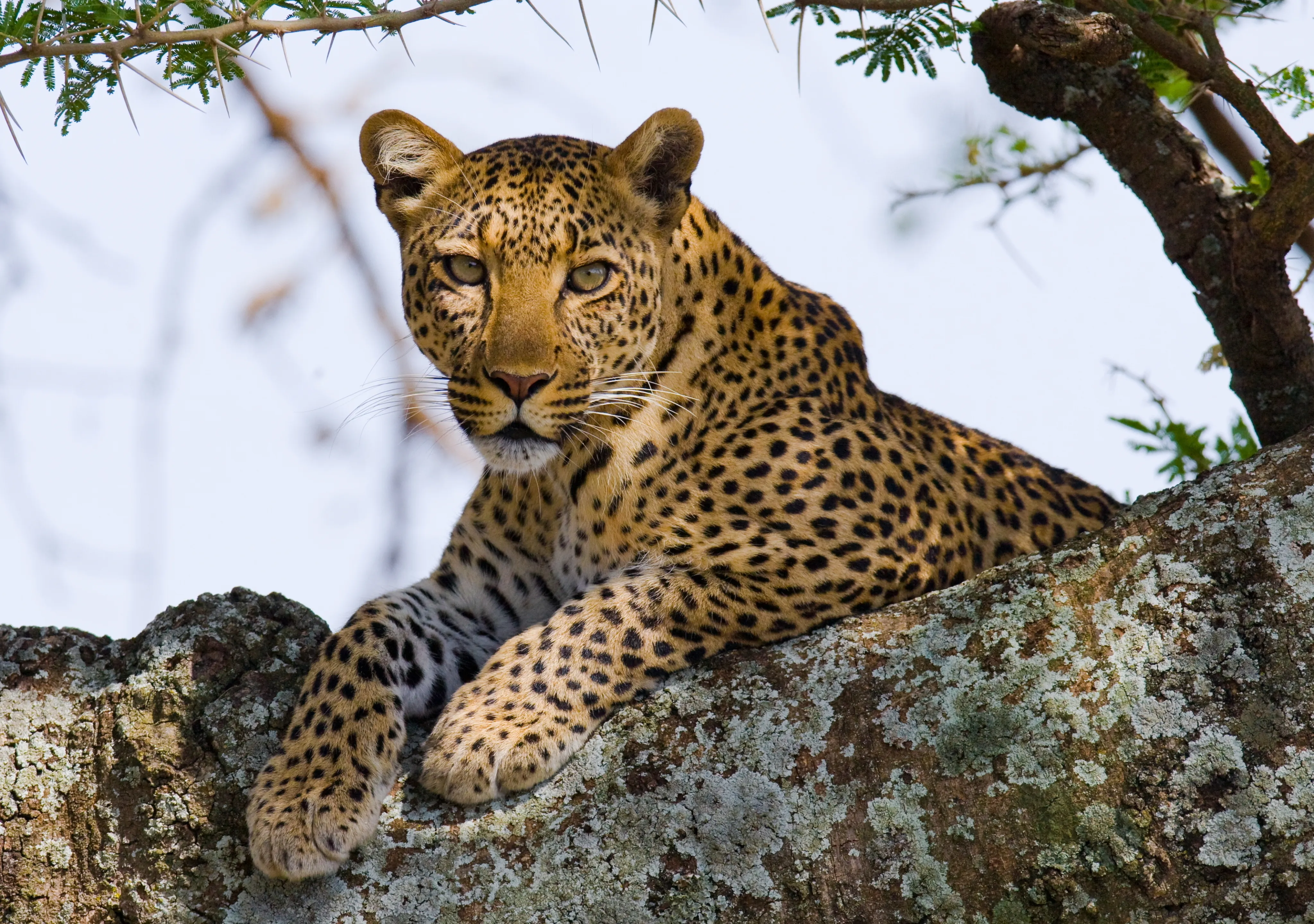 Serengeti Luxury Safari