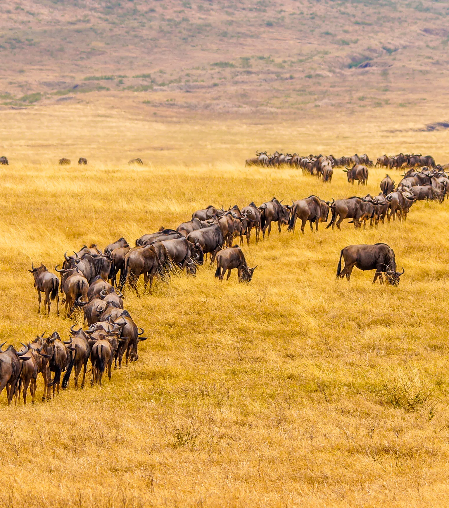 Following Rhinos