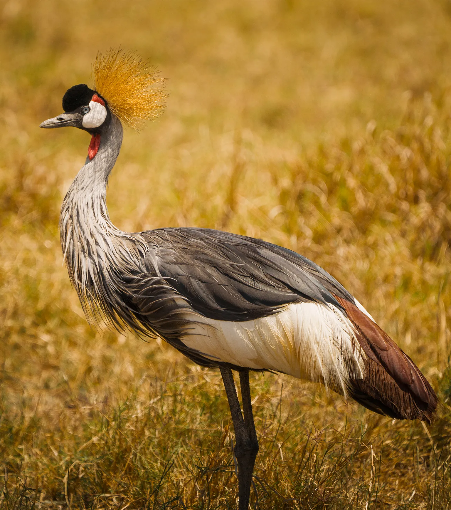 Birdwatching at Serengeti