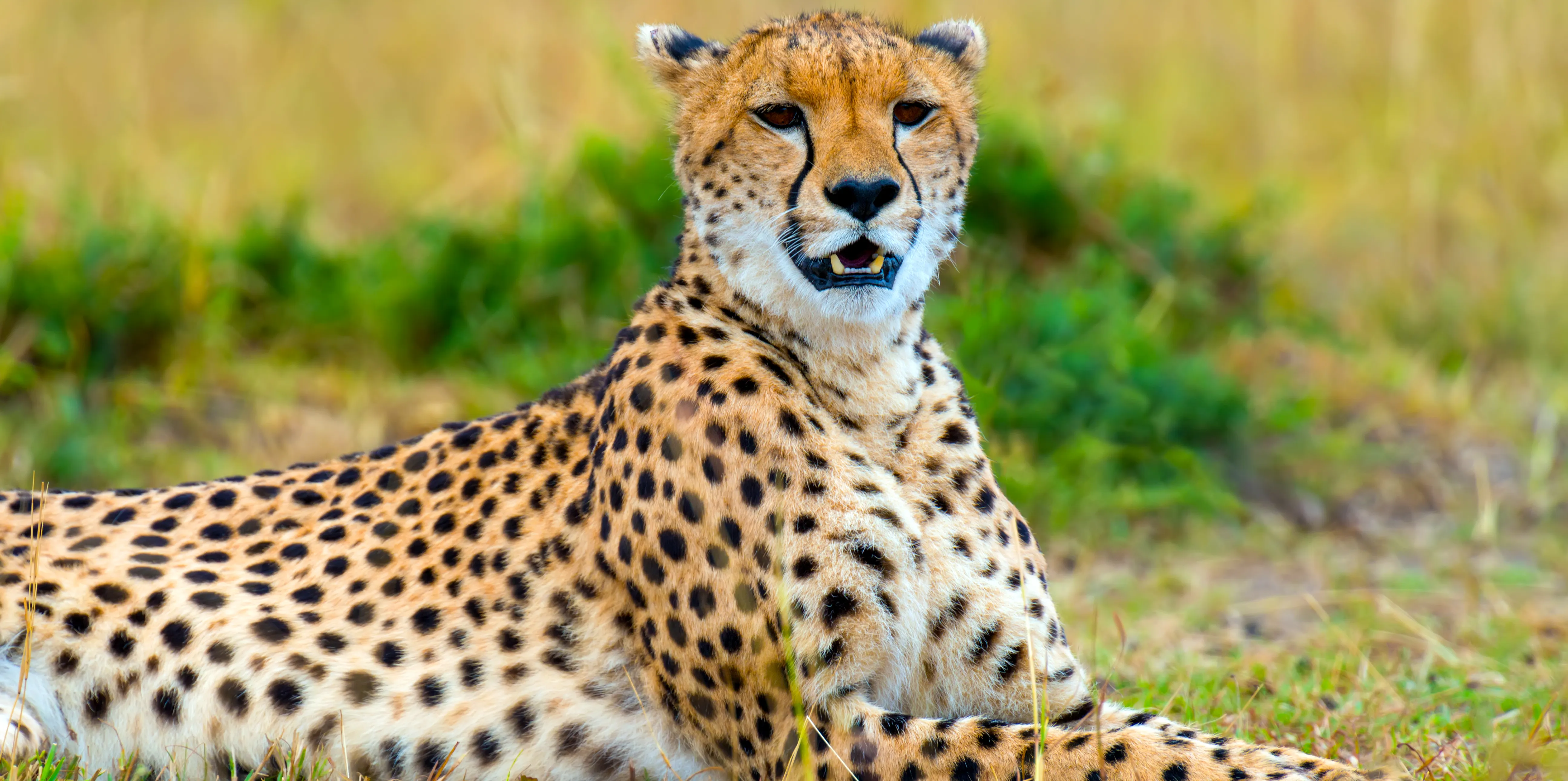 Serengeti National Park