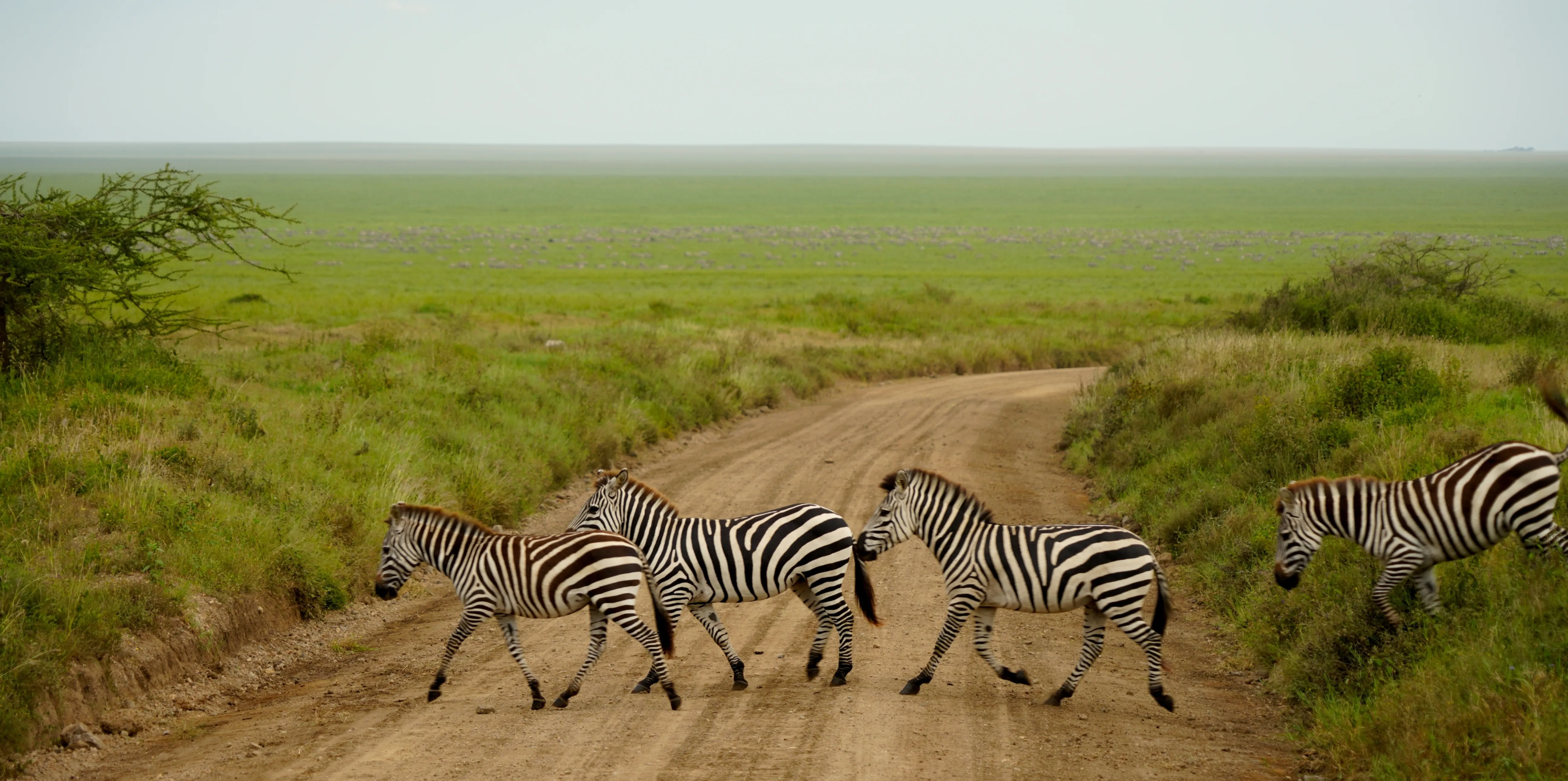 Serengeti Safari