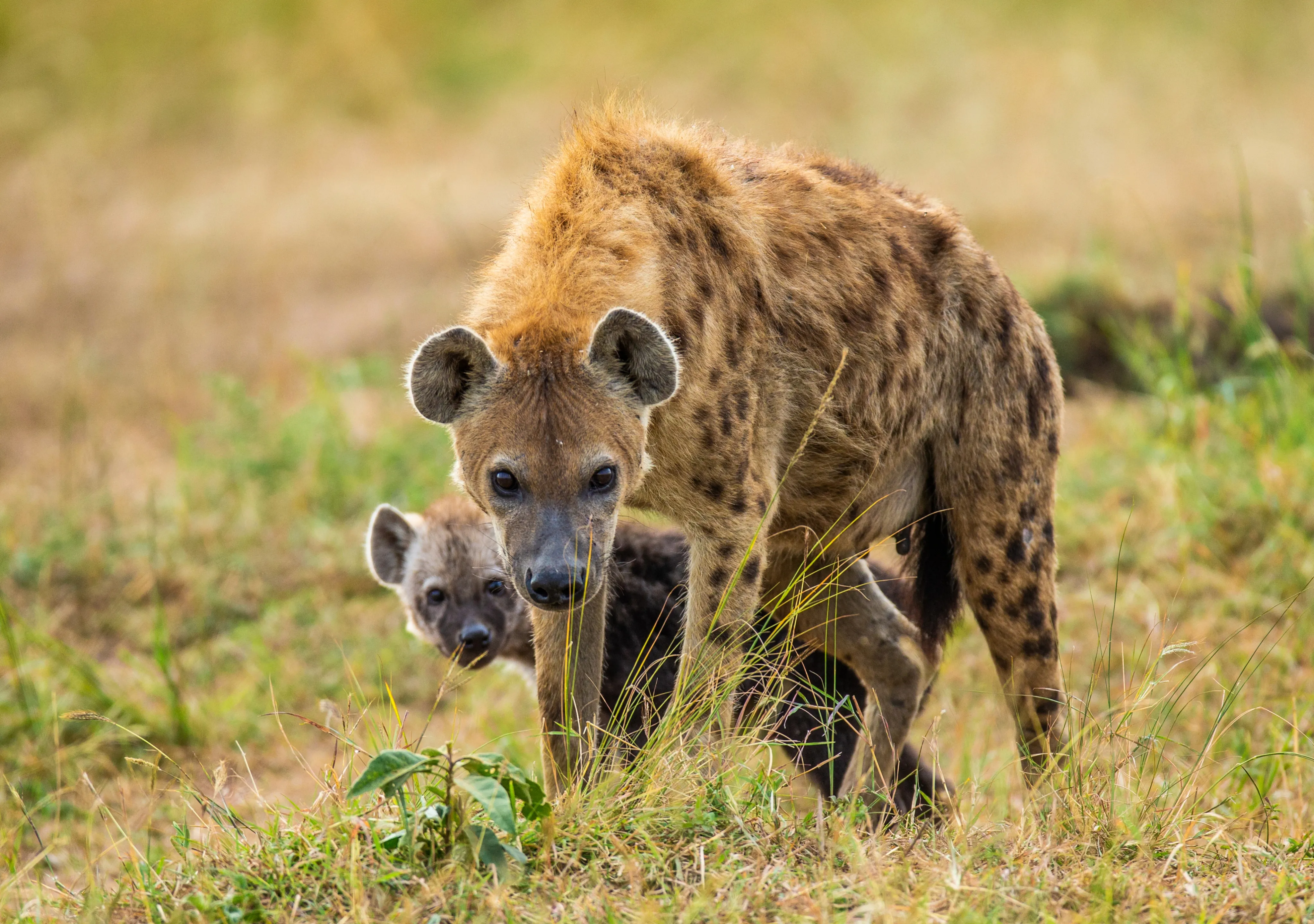 Serengeti Safari Price