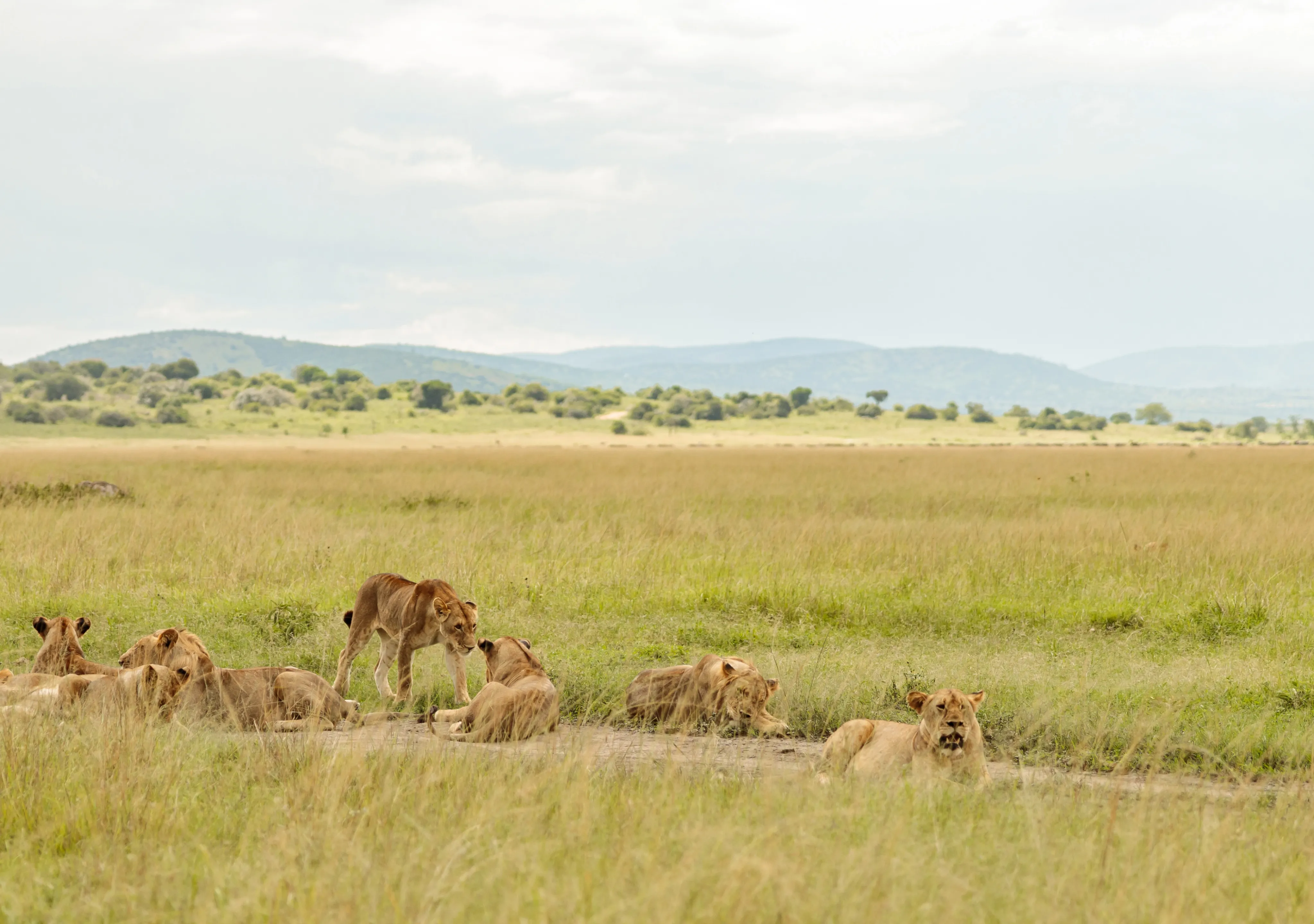 Serengeti Safari Tours