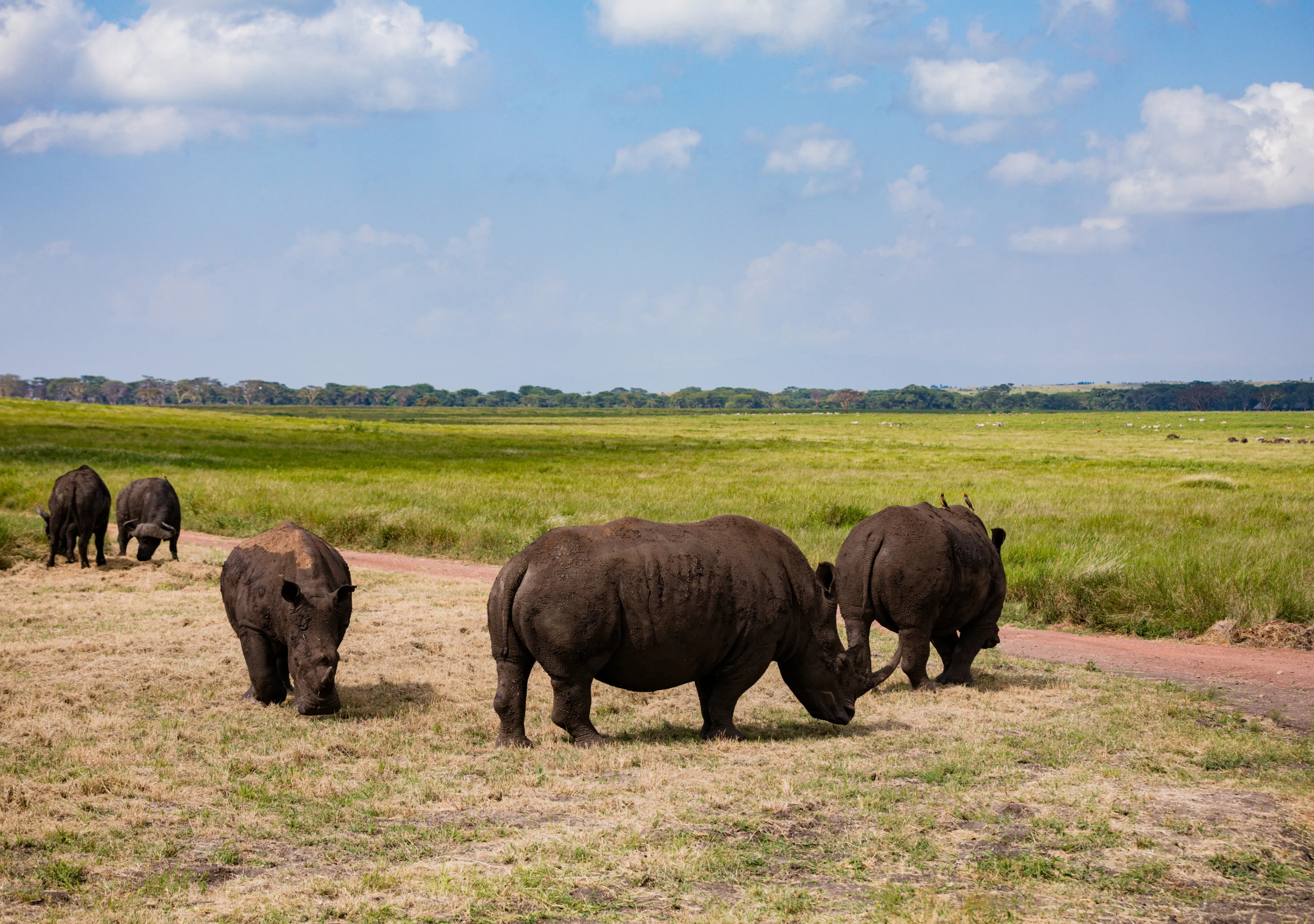 Tanzania Big Five Safari