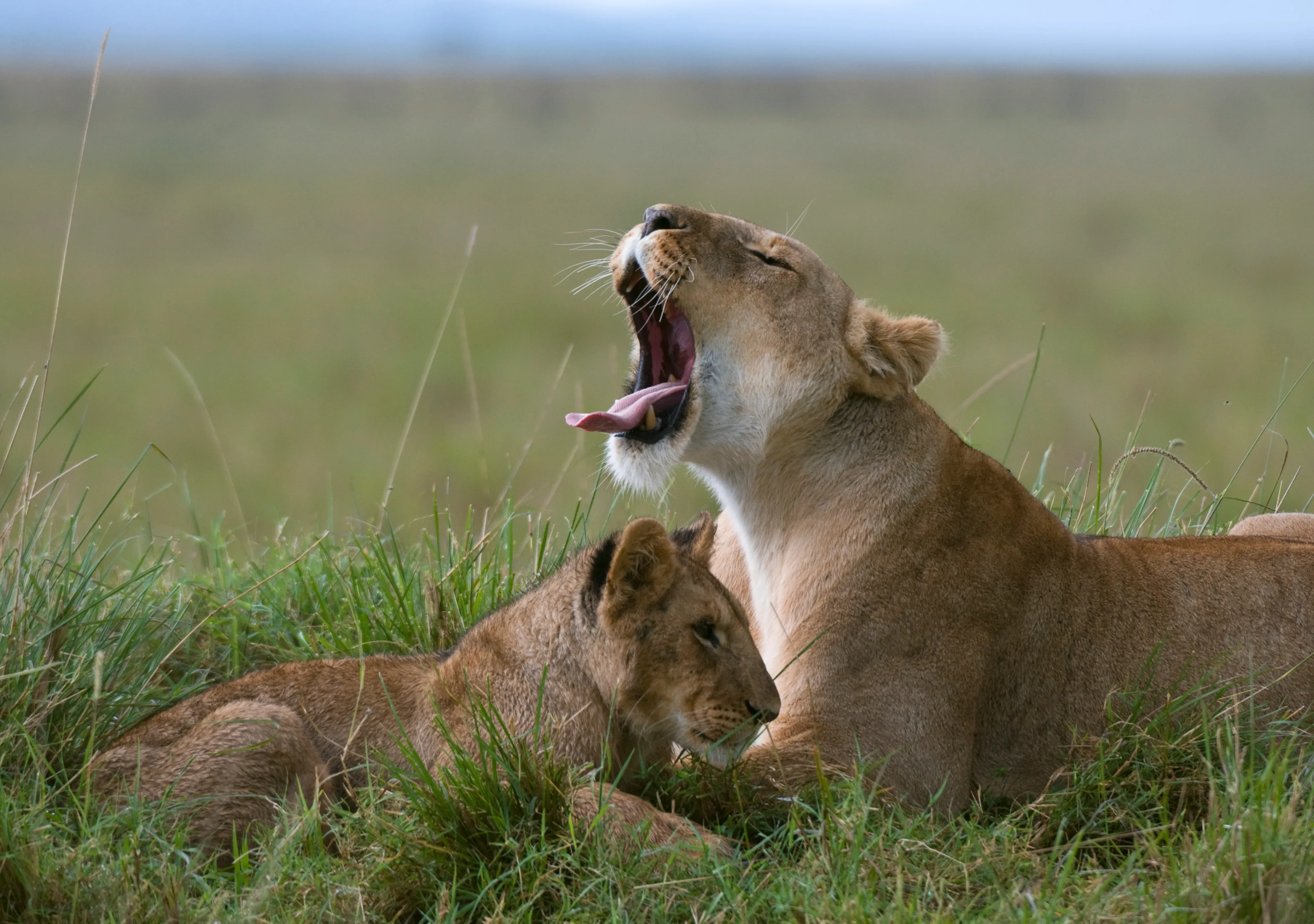 Tanzania Honeymoon Safari