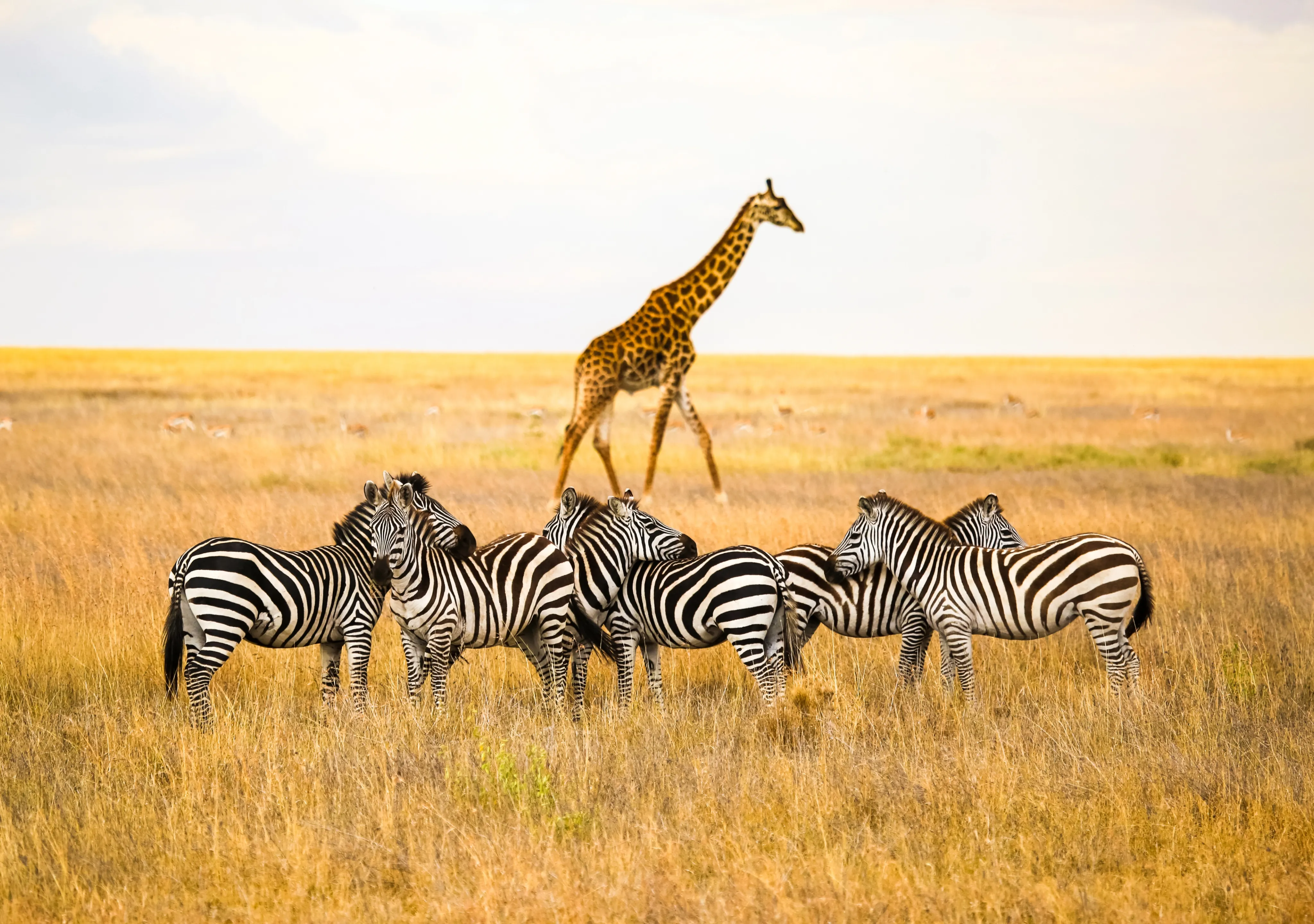 Tanzania Private Safari Tours
