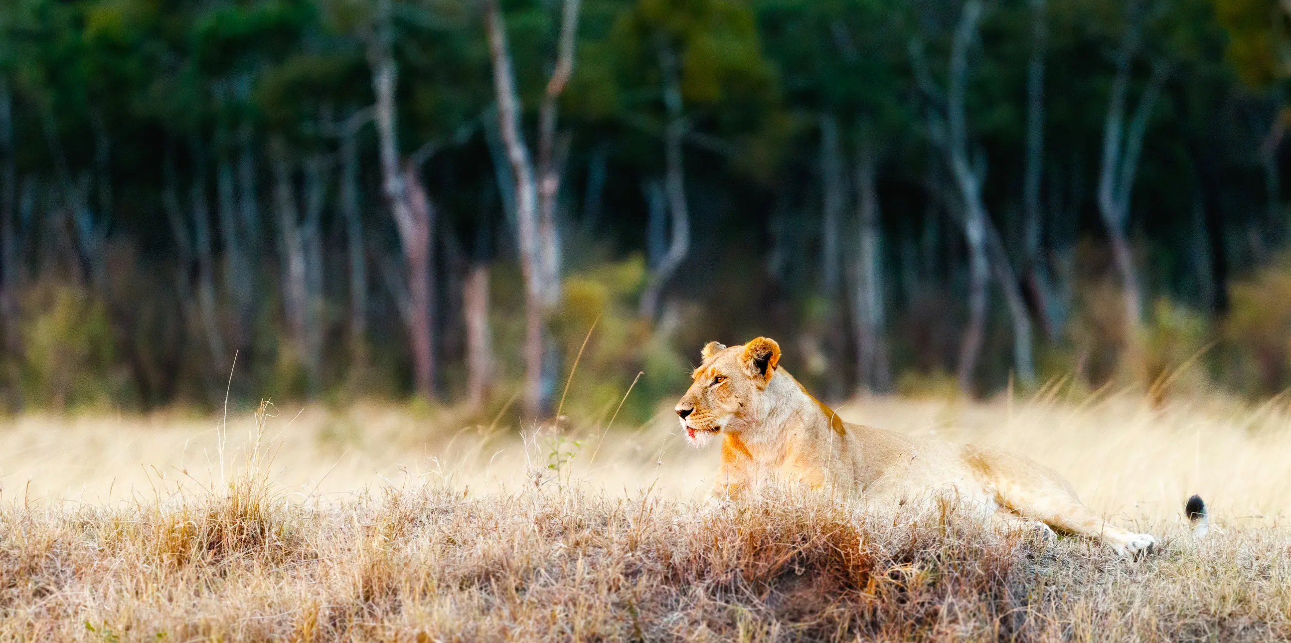 Tanzania Safari FAQs