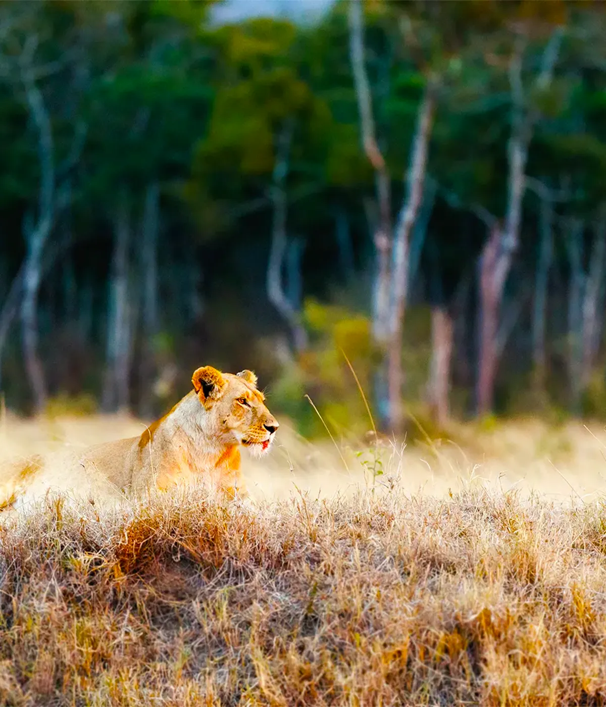 Tanzania Safari FAQs