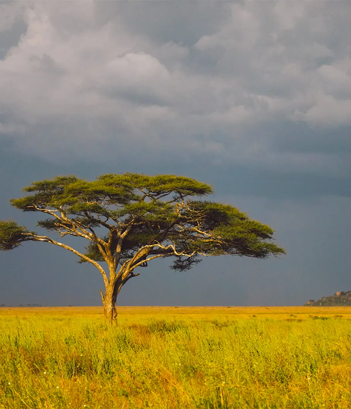 Tanzania Weather