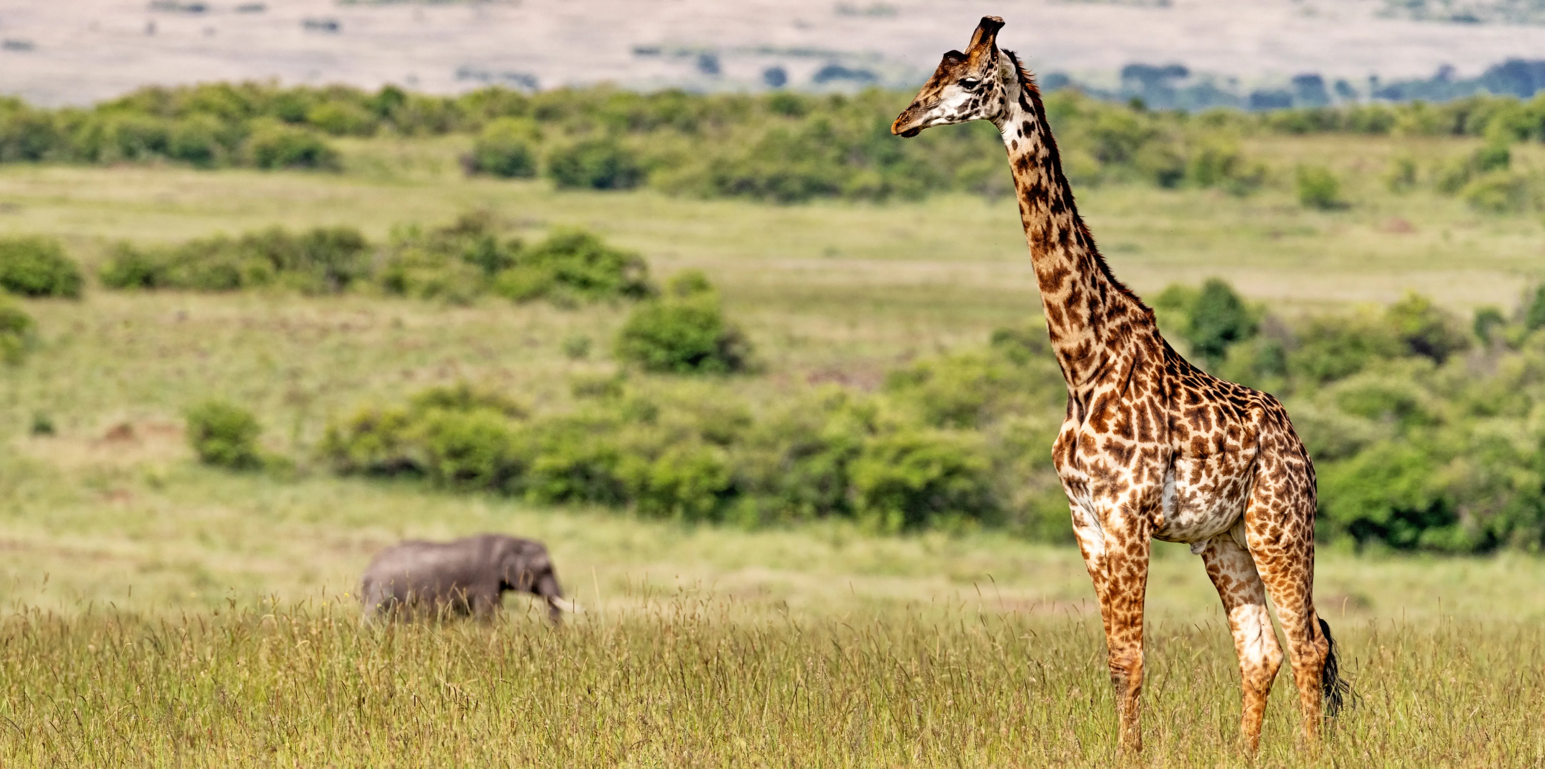 Tanzania Wildife Safari Packages