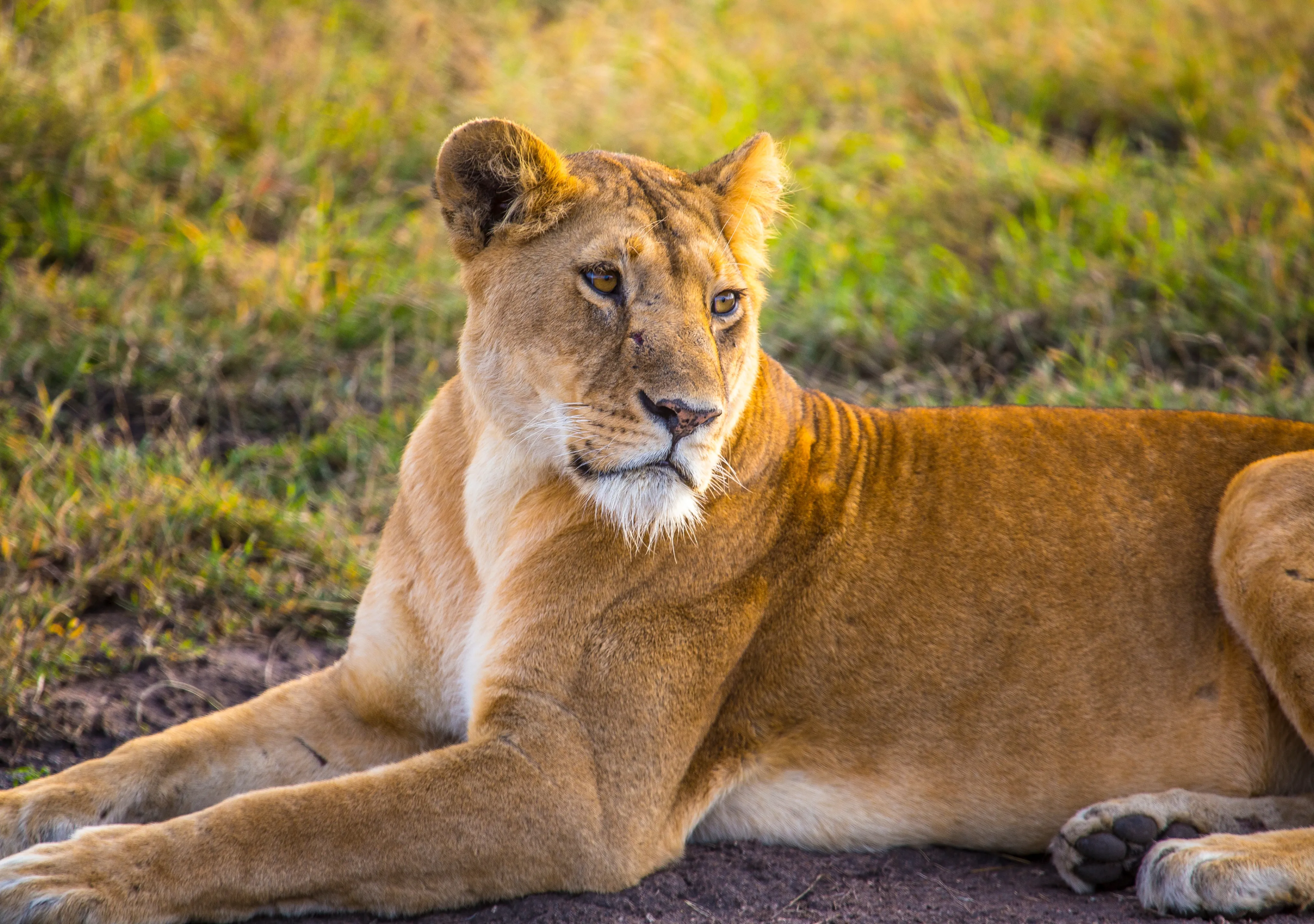Tanzania Wildife Safari Packages