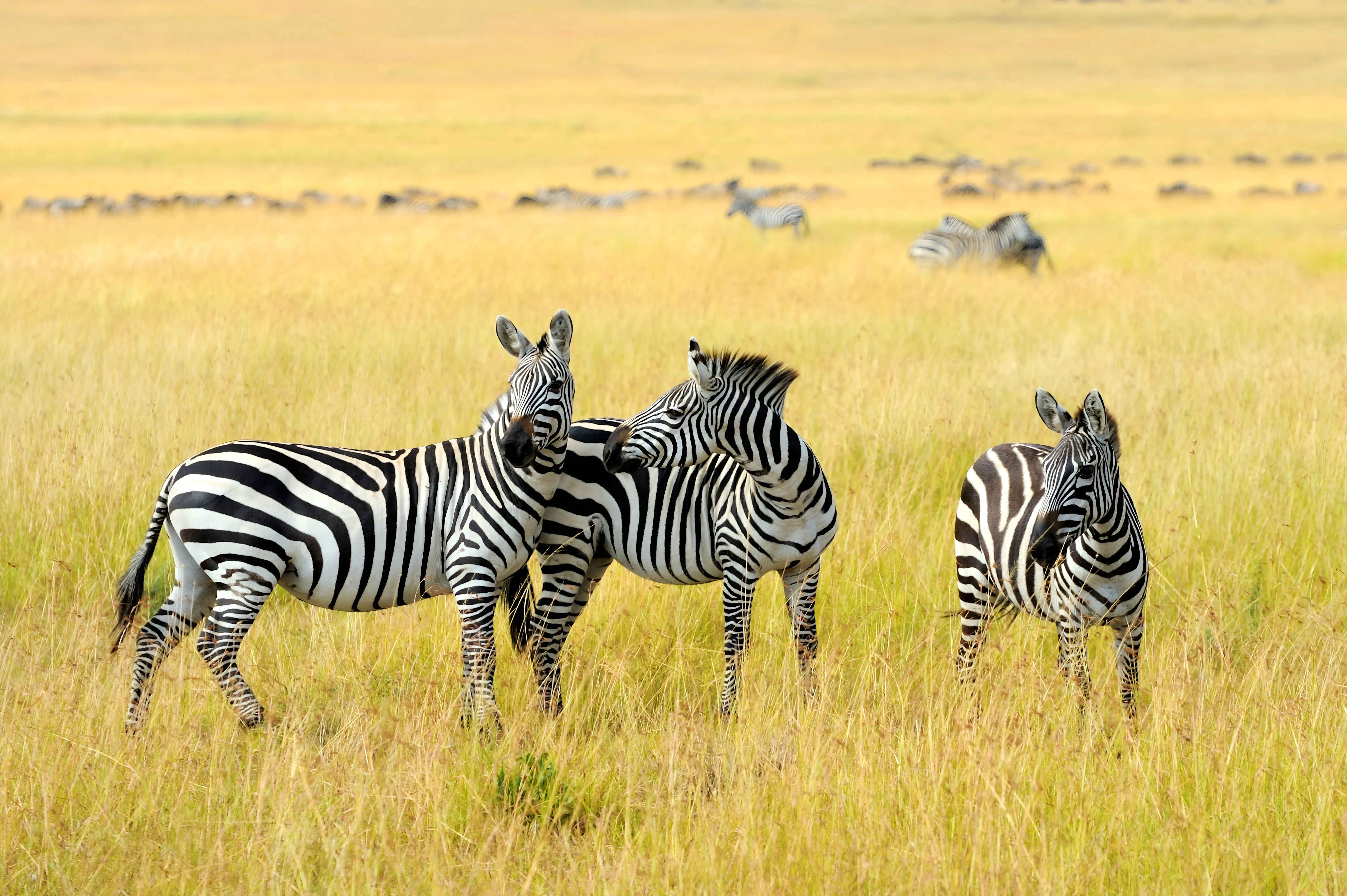 Tanzania Wildlife Safari
