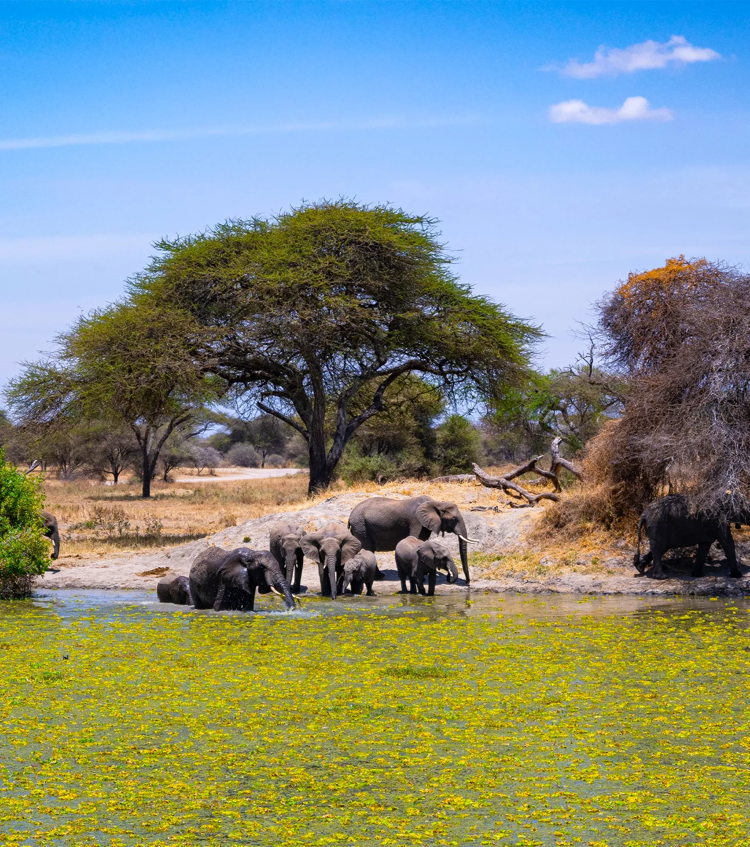 Game Drives Tarangire