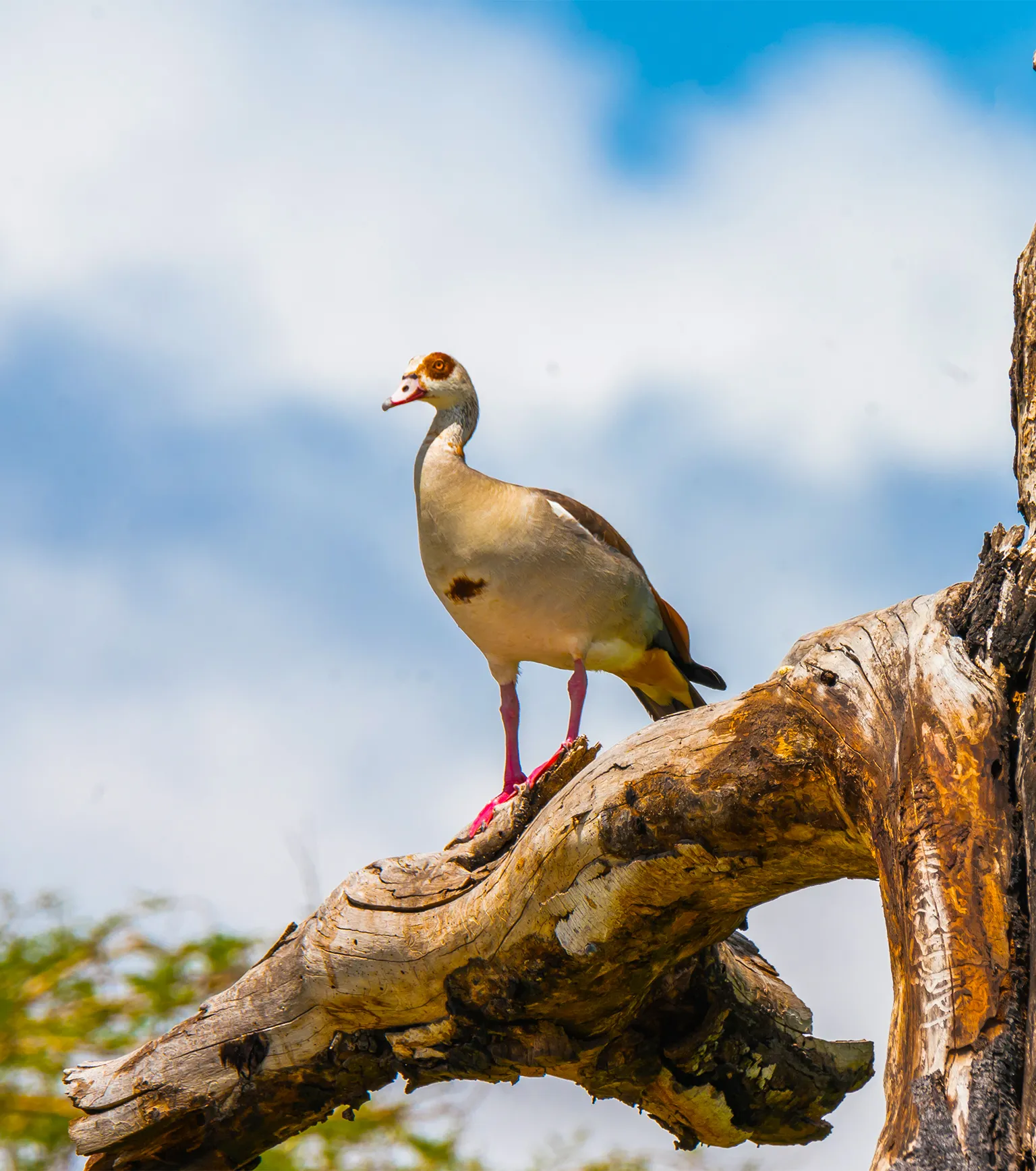 Birdwatching at Tarangire