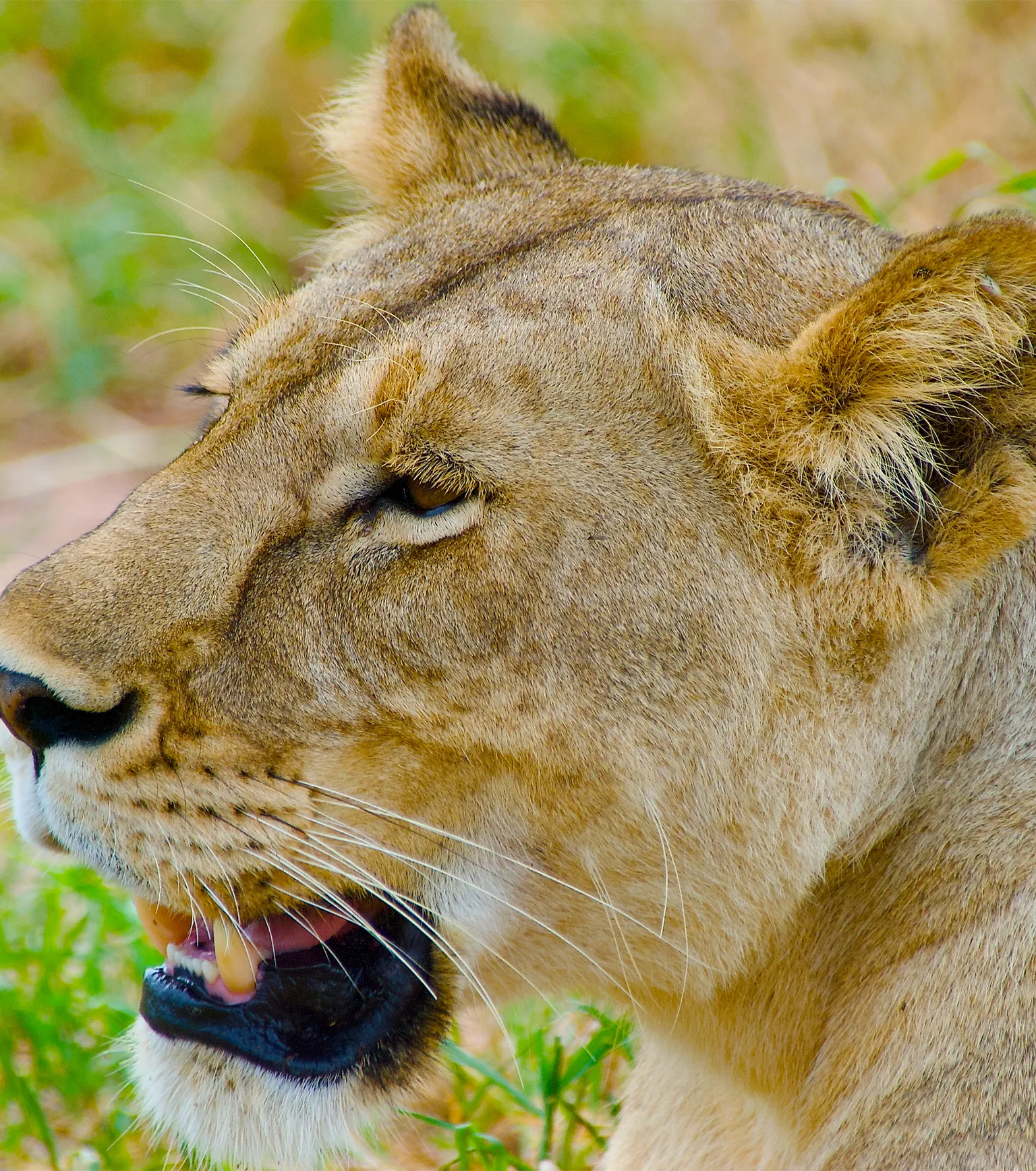 Safaris on foot