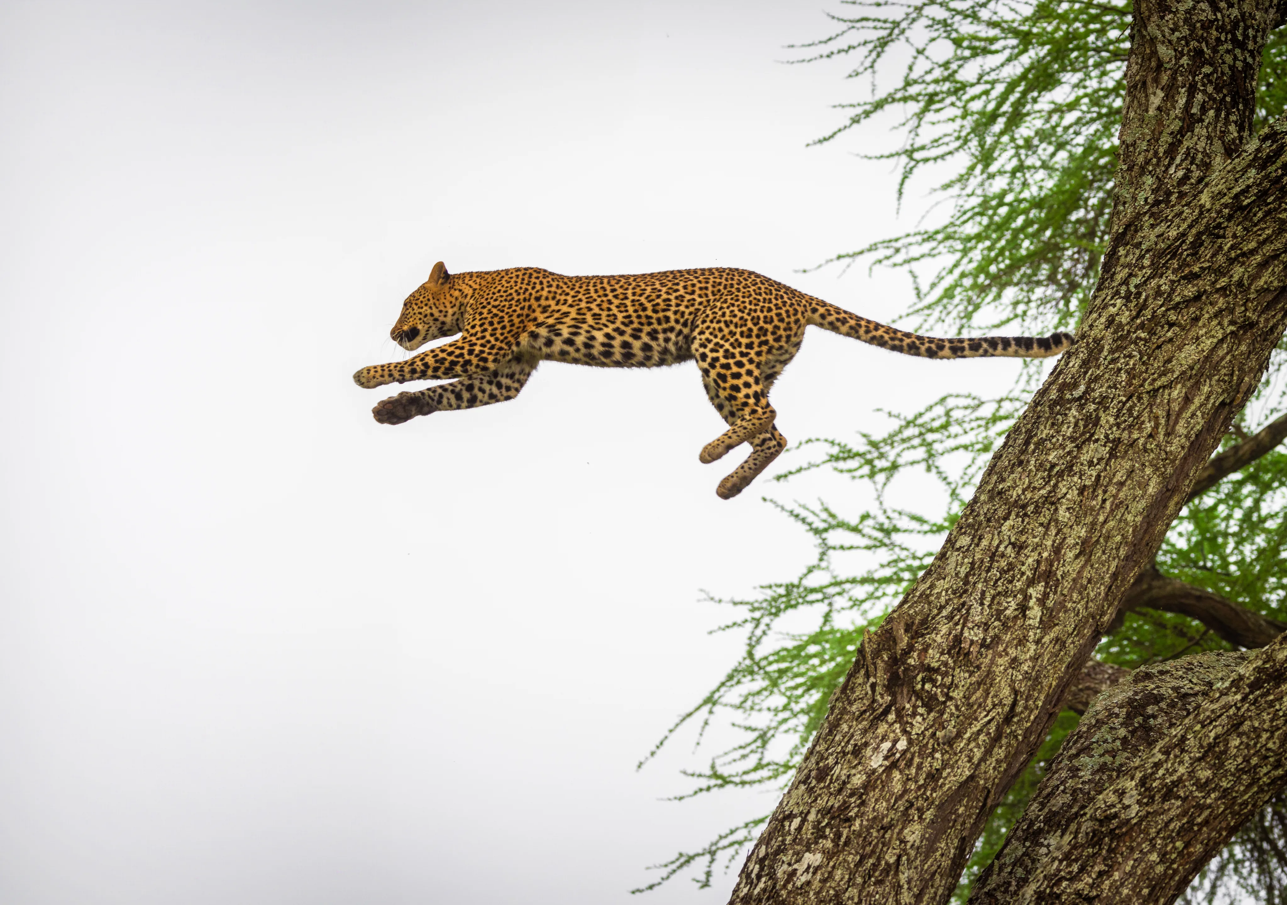 Tanzania Wildife Safari Experience