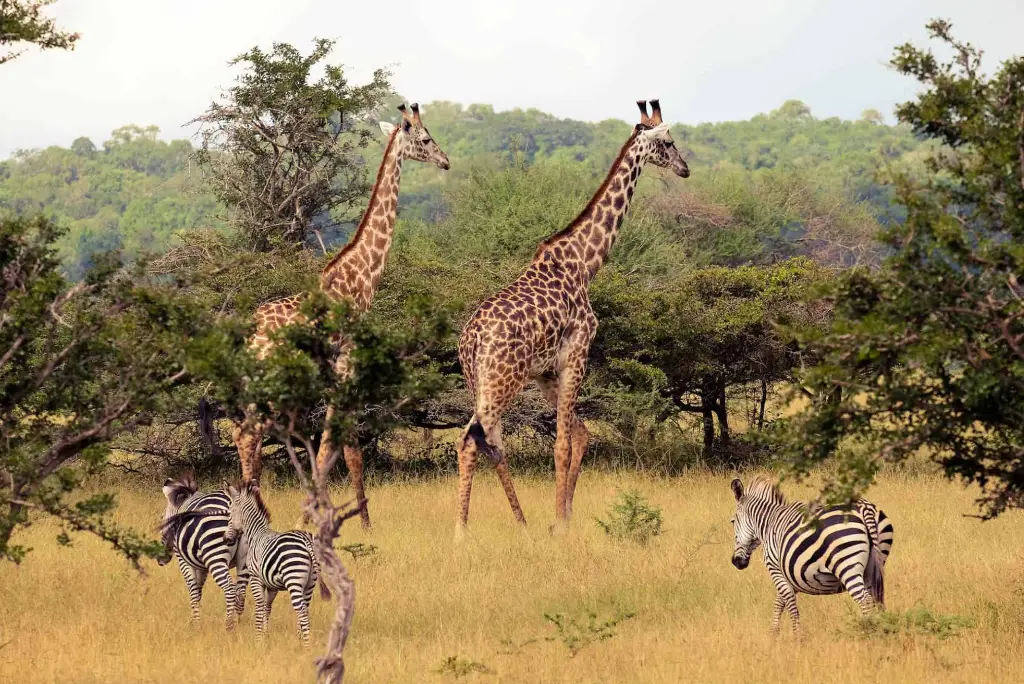 3-day-mikumi-national-park-safari-from-zanzibar2