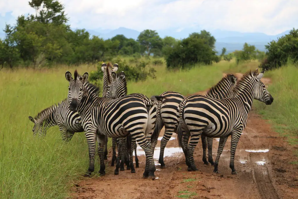 7-day-mikumi-ruaha-camping-safari2