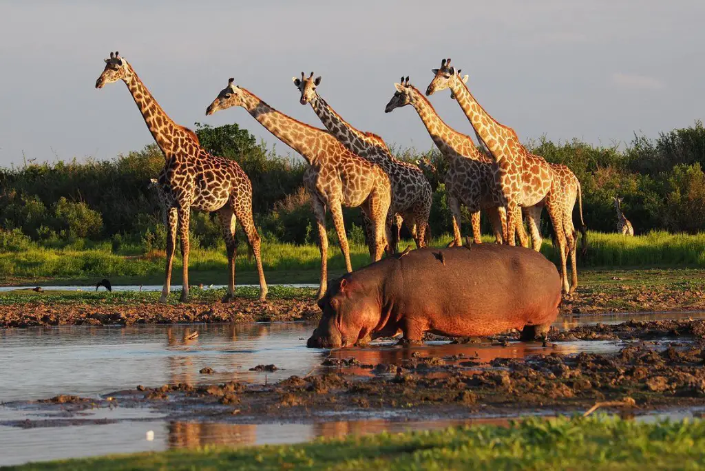 7-day-southern-tanzania-safari-itinerary2