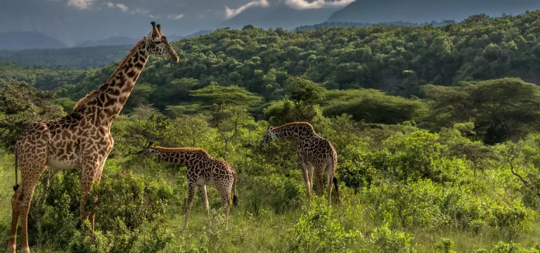 Tanzania Safari FAQS