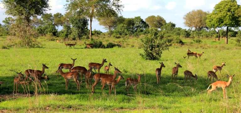 1  Day  Mikumi National Park Day Trip