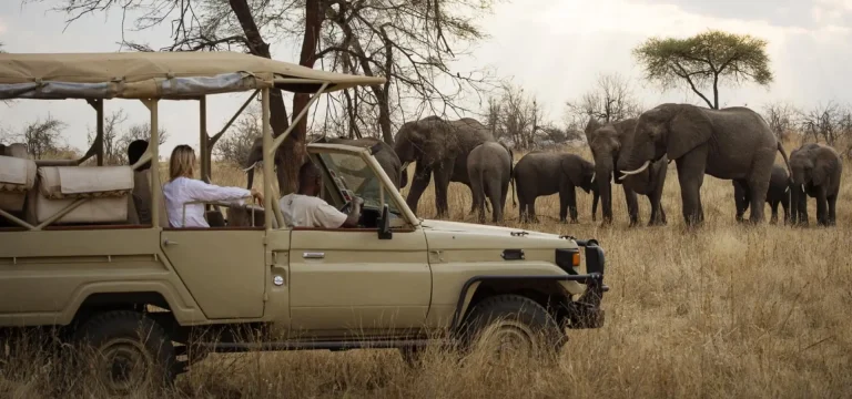 Tanzania Safari FAQs