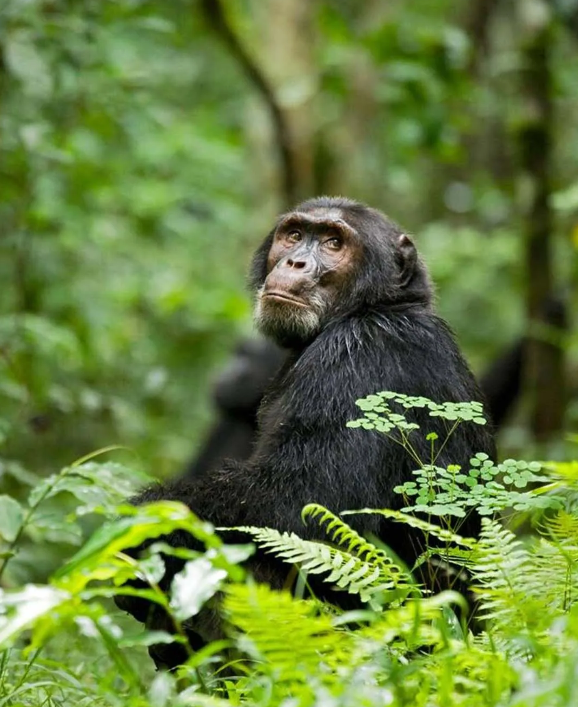 Kibale National Park