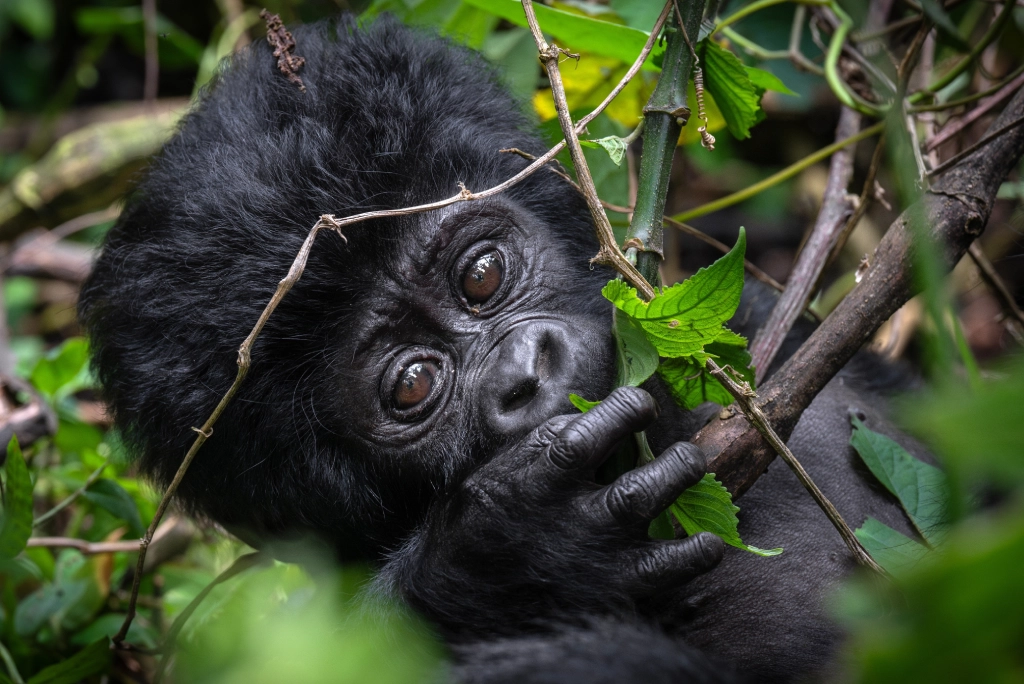5-days-rwanda-safari-10
