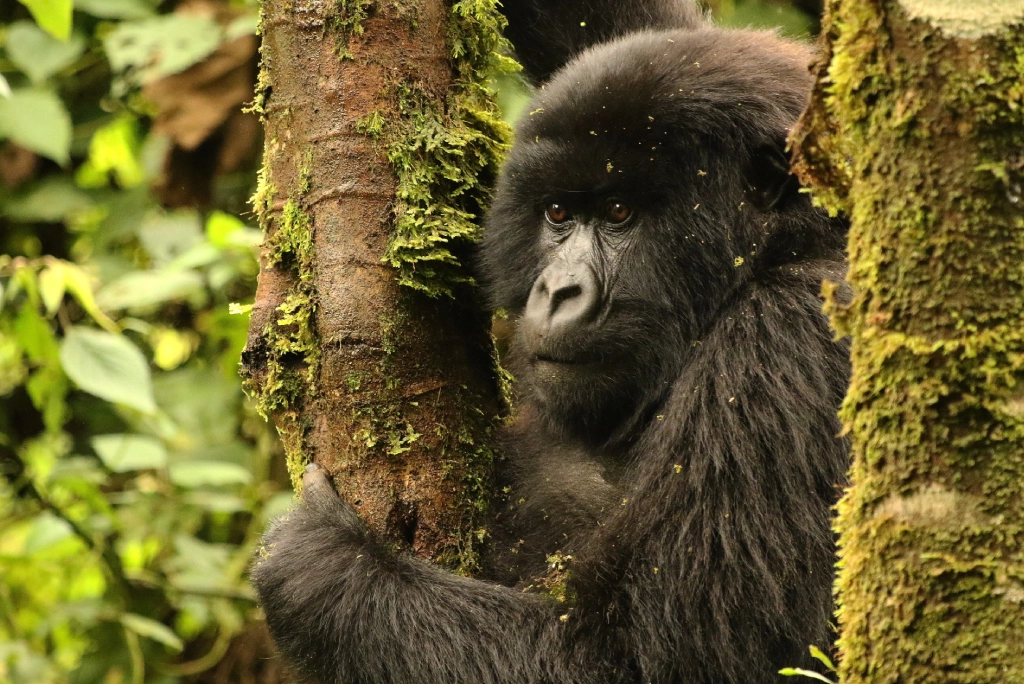 5-days-rwanda-safari-15